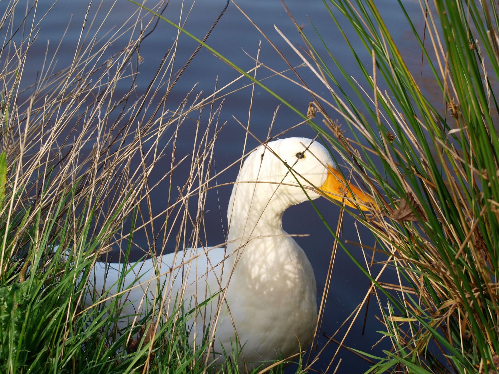 Olympus E-520 (EVOLT E-520) sample photo. Duck, bird, animal photography