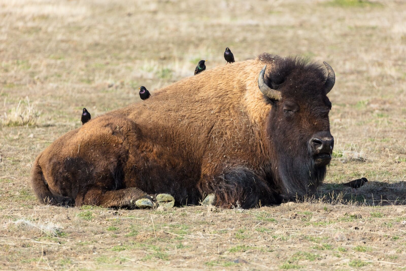 Canon EOS 5DS + Canon EF 100-400mm F4.5-5.6L IS II USM sample photo. Bison, buffalo, american photography