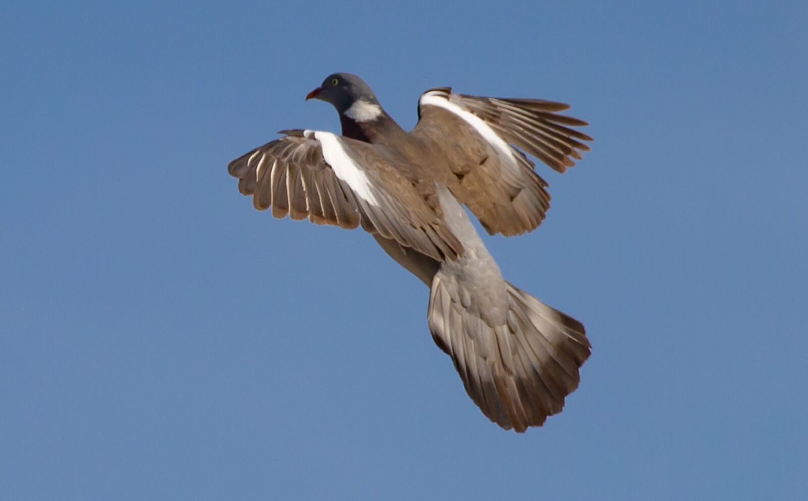 Canon EOS 5D Mark III sample photo. Pigeon flying, pigeon, wood photography