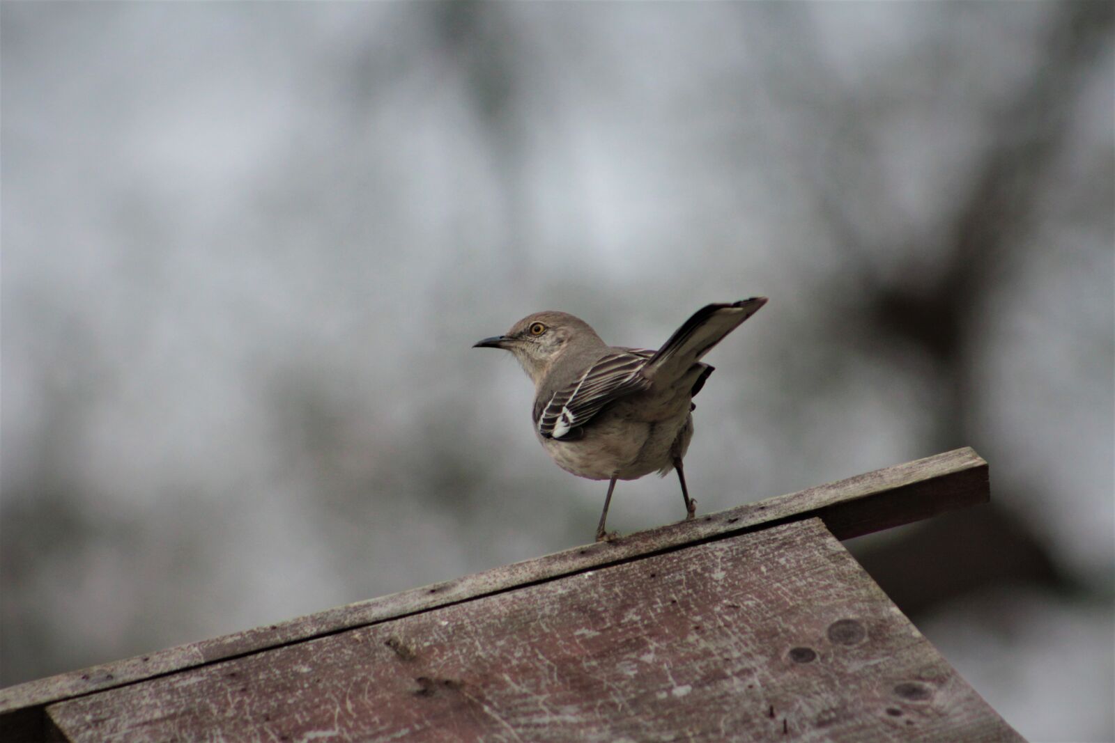 Canon EOS 550D (EOS Rebel T2i / EOS Kiss X4) sample photo. Bird, wildlife, nature photography