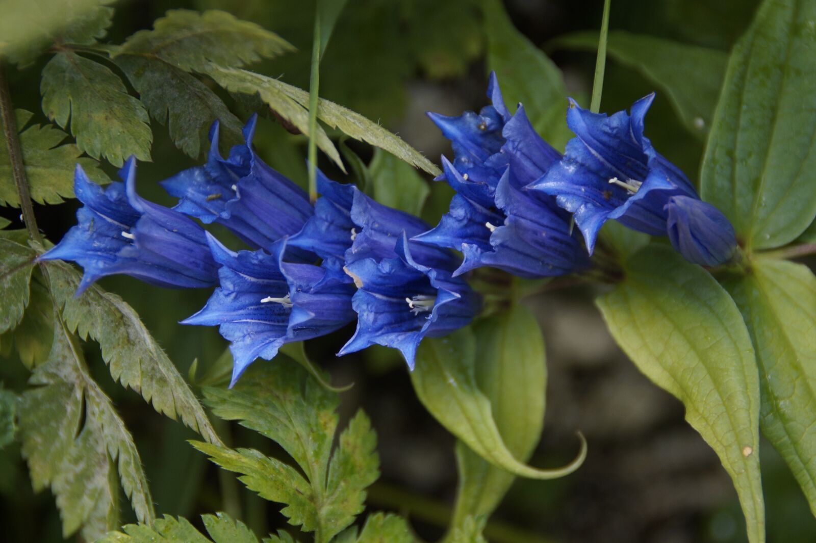 Sony SLT-A58 sample photo. Gentian, blue, flower photography
