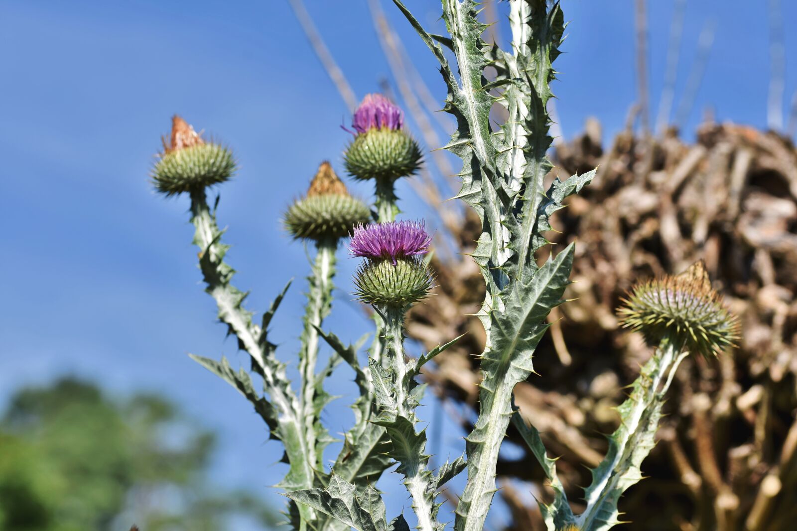 Nikon D7200 sample photo. Thistle, common donkey thistle photography
