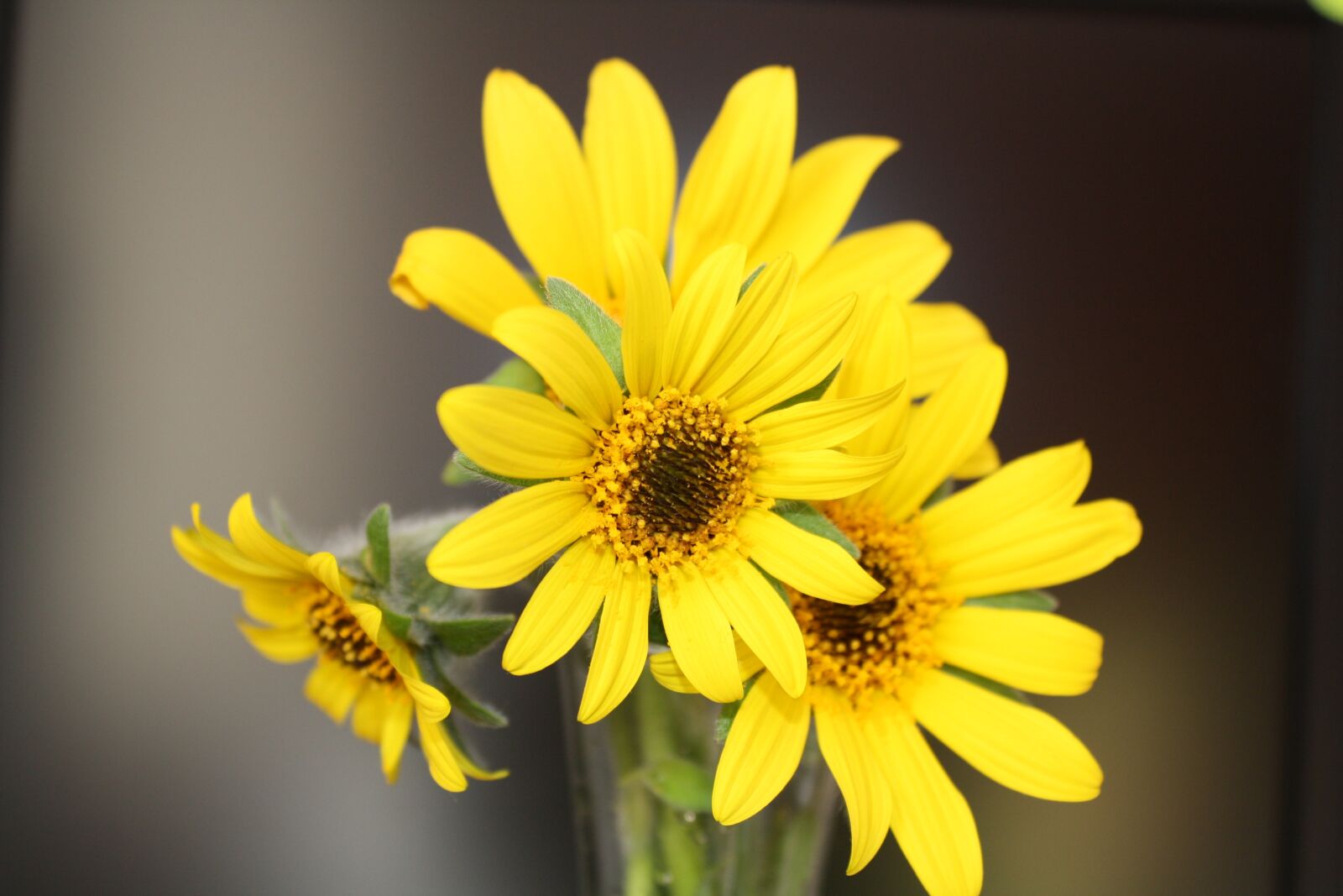 Canon EOS 1000D (EOS Digital Rebel XS / EOS Kiss F) sample photo. Sunflower, yellow flower, flowers photography