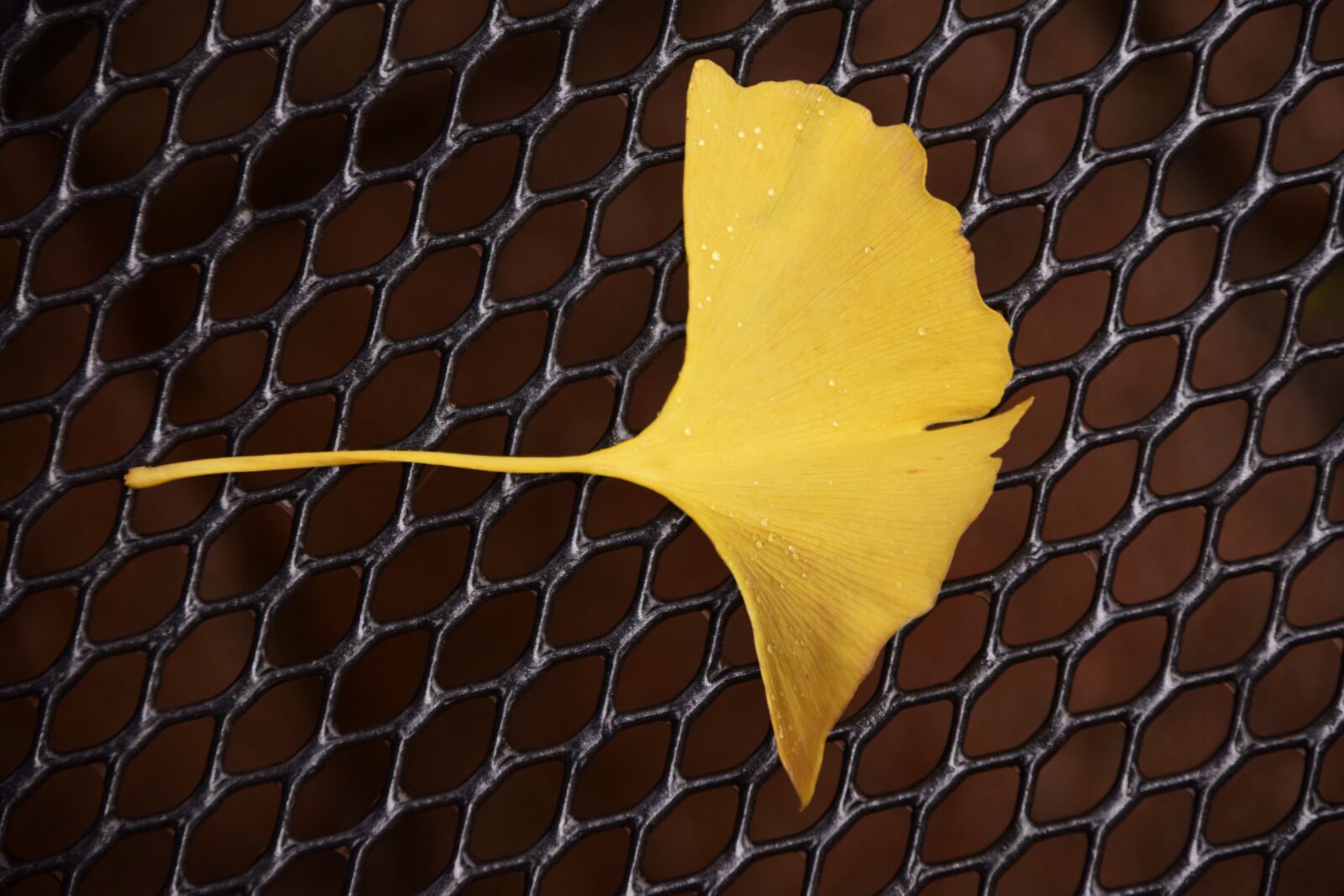 Nikon D3300 sample photo. Ginkgo, ginkgo leaf, autumn photography