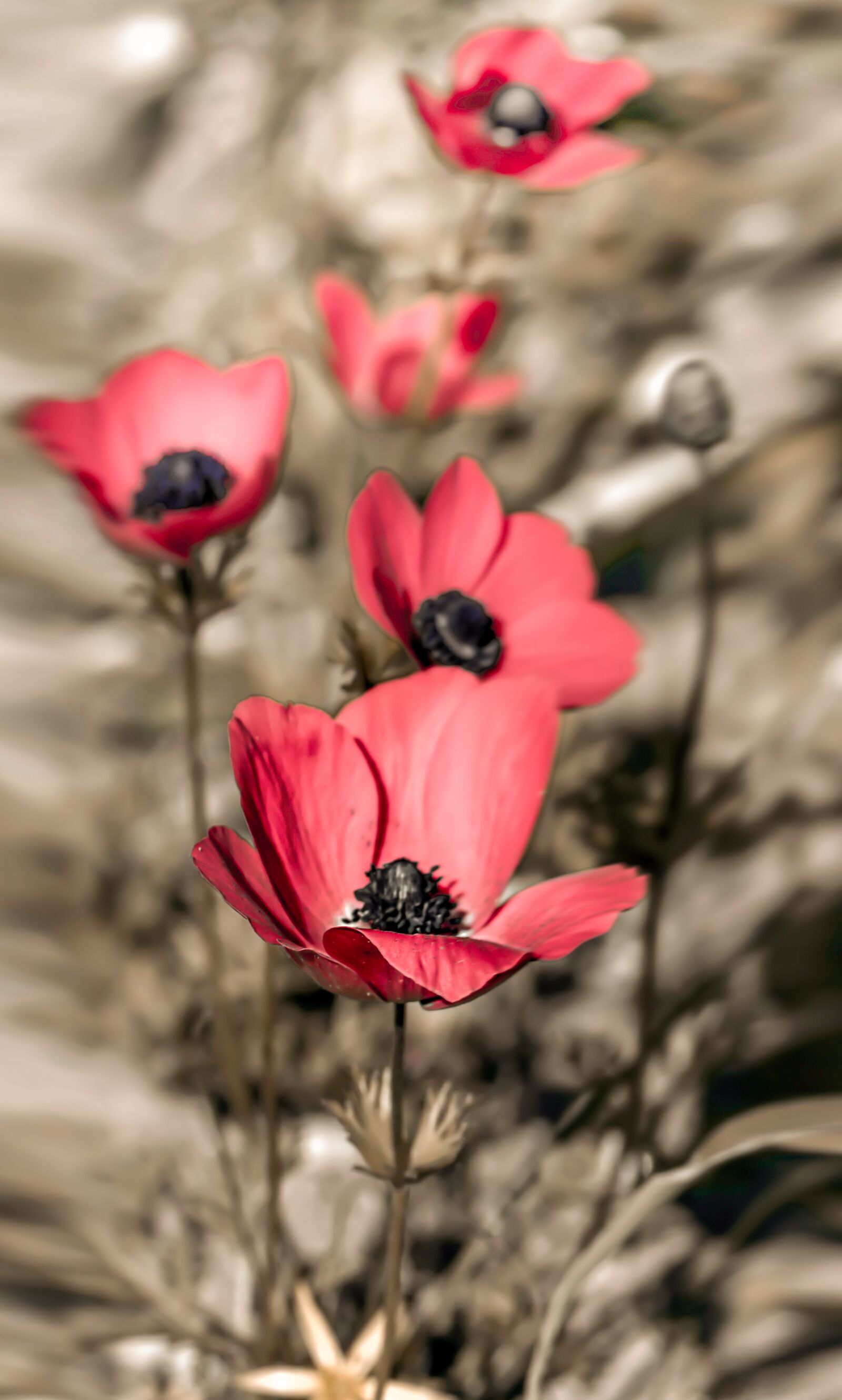 Nikon D5600 sample photo. Poppies, flowers, bloom photography