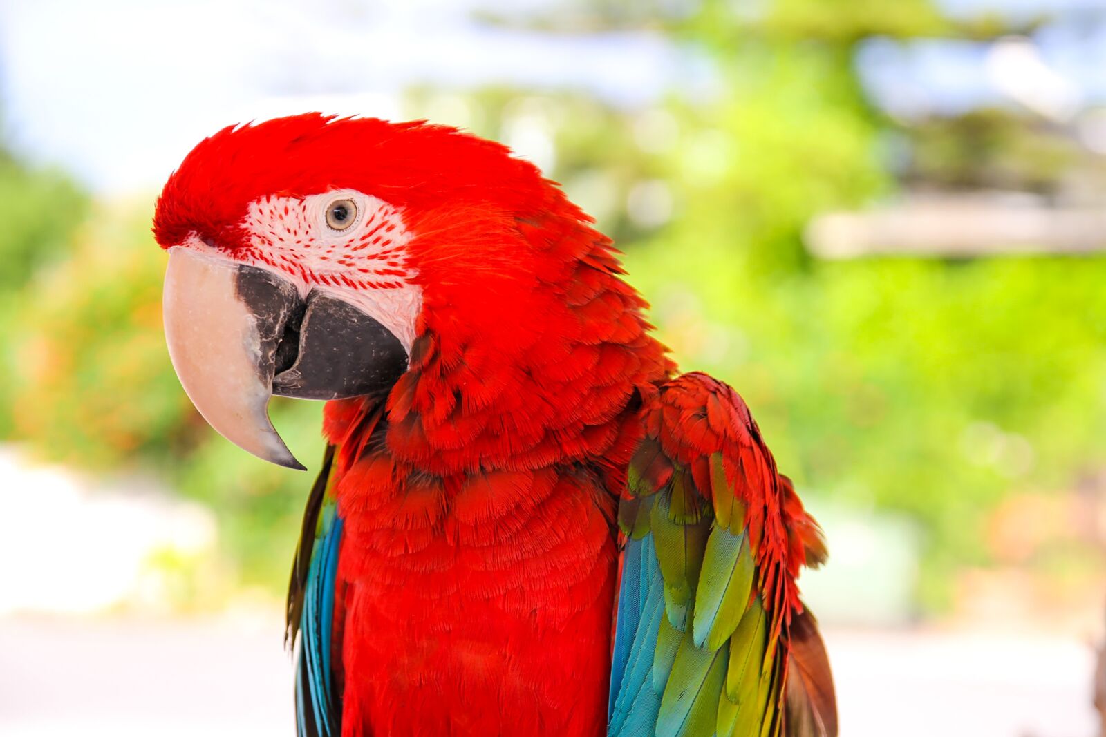 Canon EOS 60D sample photo. Parrot, ara, bird photography