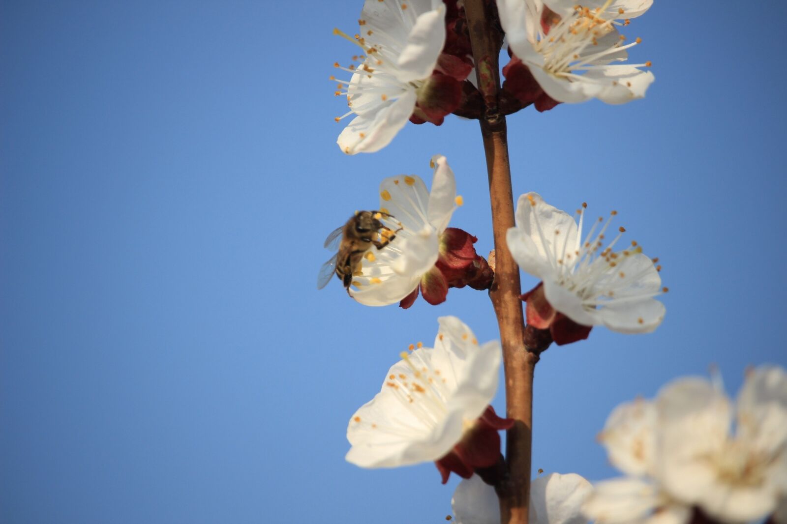 Canon EOS 600D (Rebel EOS T3i / EOS Kiss X5) sample photo. Spring, bee, color apricot photography
