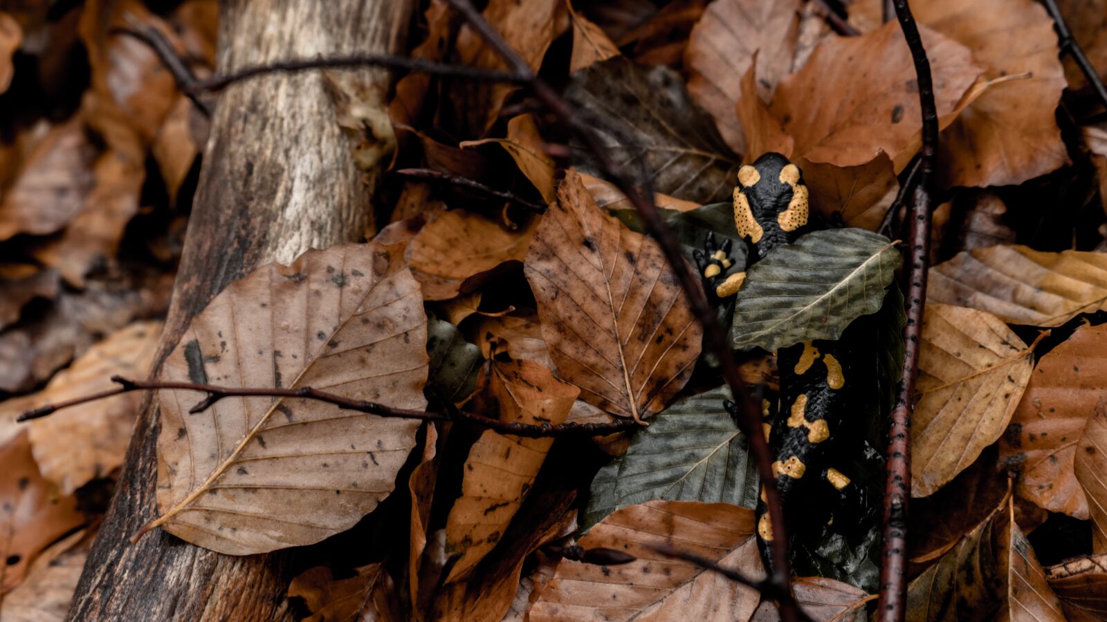 Sony a6300 + Sony E PZ 18-105mm F4 G OSS sample photo. Forest, salamanda, amphibian photography