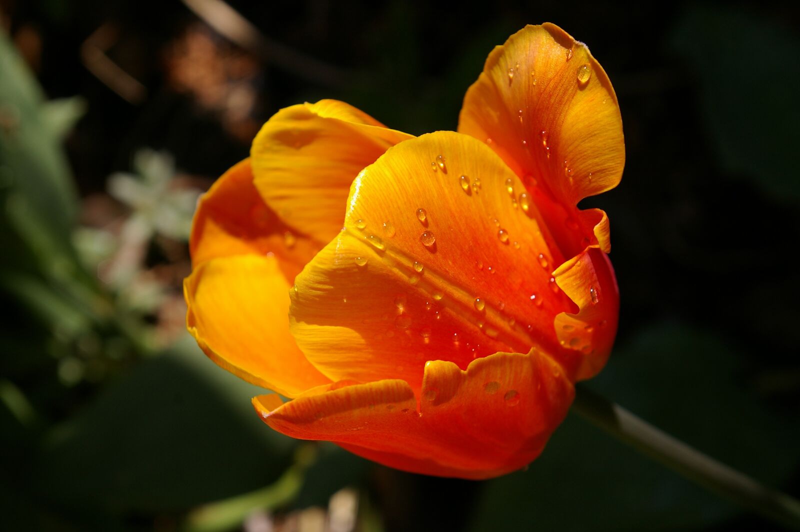 Pentax *ist DL2 sample photo. Yellow tumor, orange tulip photography