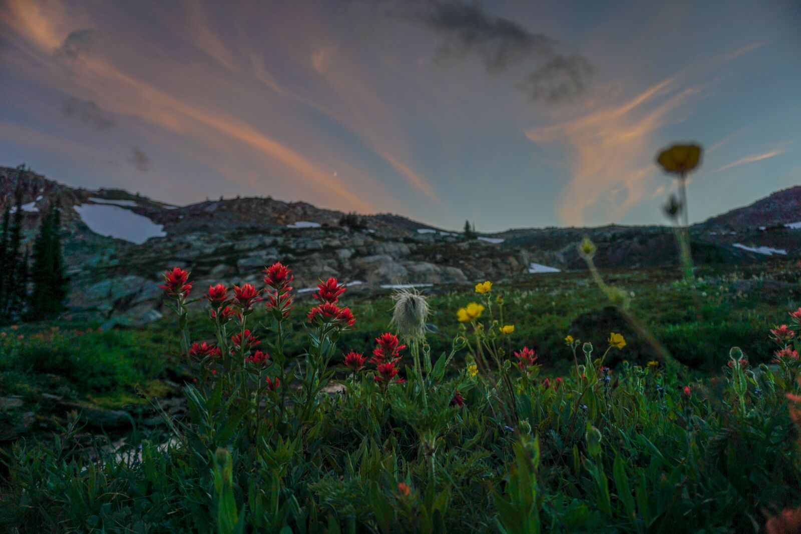 Sony a6000 sample photo. Sunset, flowers, wildflower photography