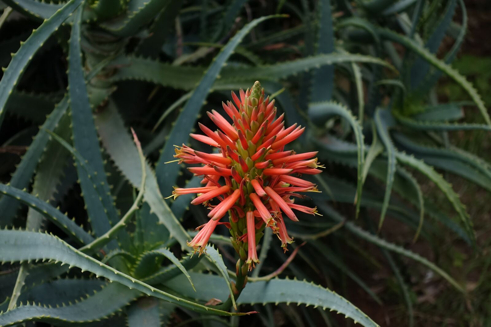 Sony Cyber-shot DSC-RX100 IV sample photo. Flower, cactus, green photography