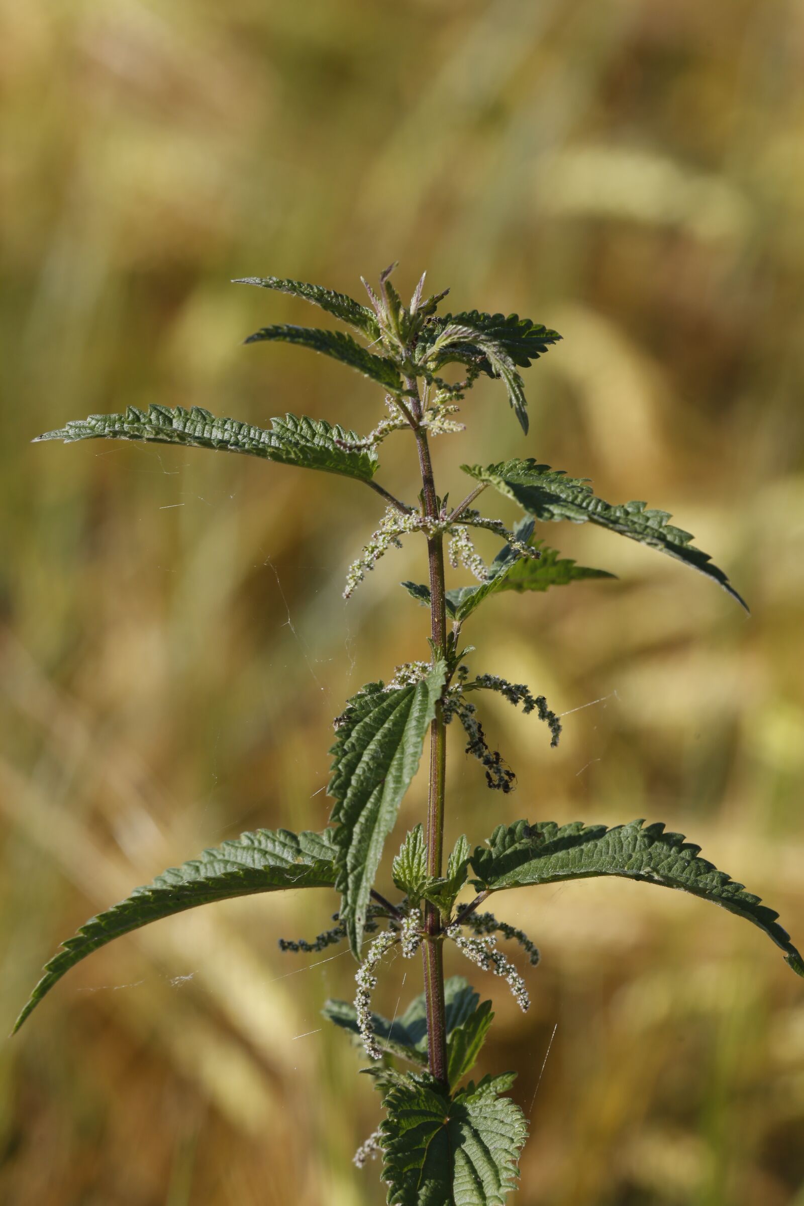 Canon EF 100-400mm F4.5-5.6L IS USM sample photo. Grasses, green, nature photography