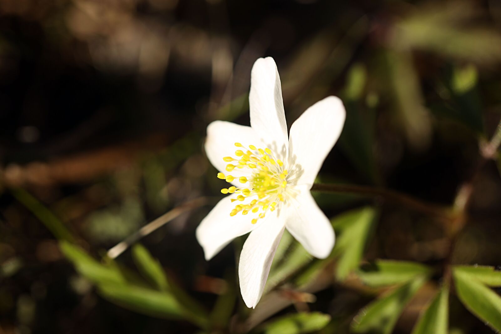 Canon EOS R sample photo. Anemone, flower, nature photography