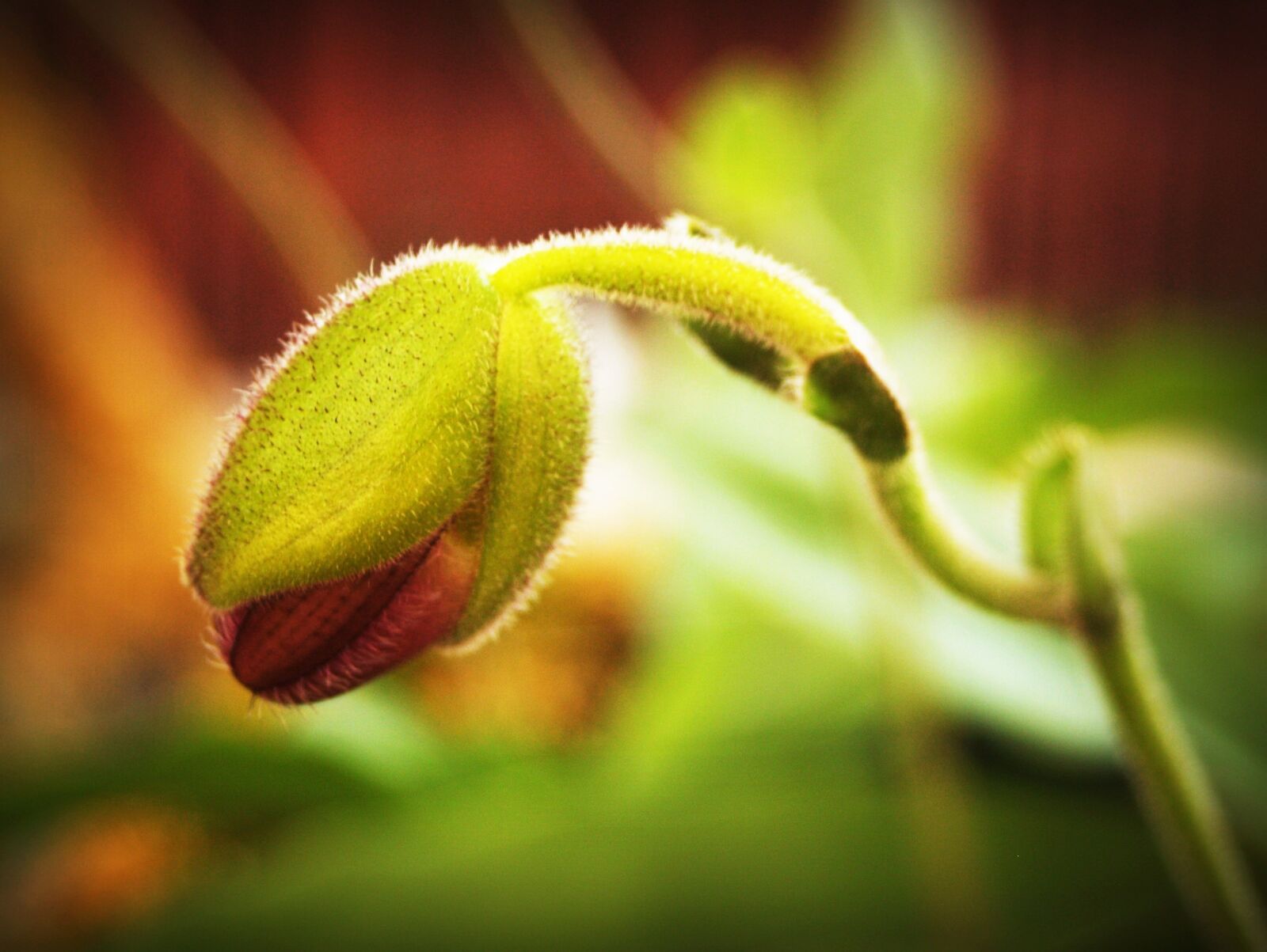 Olympus E-300 (EVOLT E-300) sample photo. Flower, orchid, tropical photography