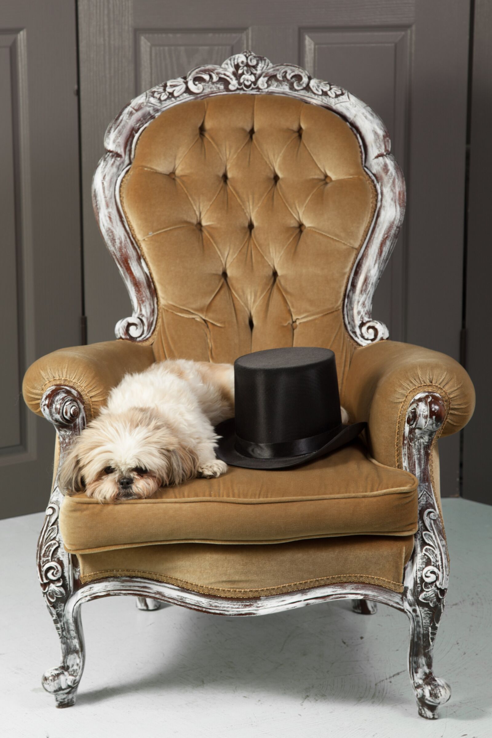 Canon EOS 5D Mark II + Canon EF 24-105mm F4L IS USM sample photo. Dog, chair, top hat photography