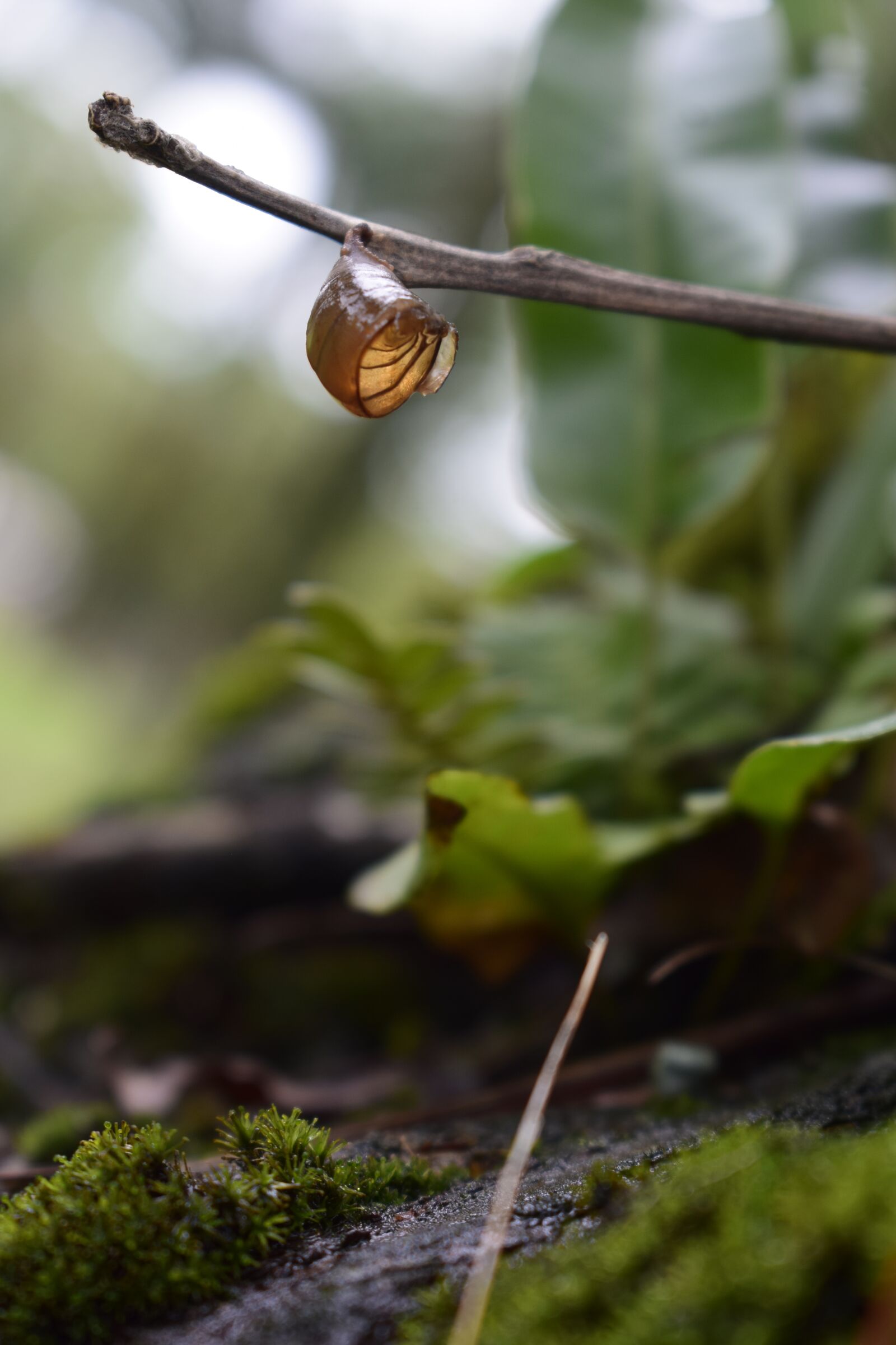 Nikon D3300 sample photo. Nature, green, leaves photography