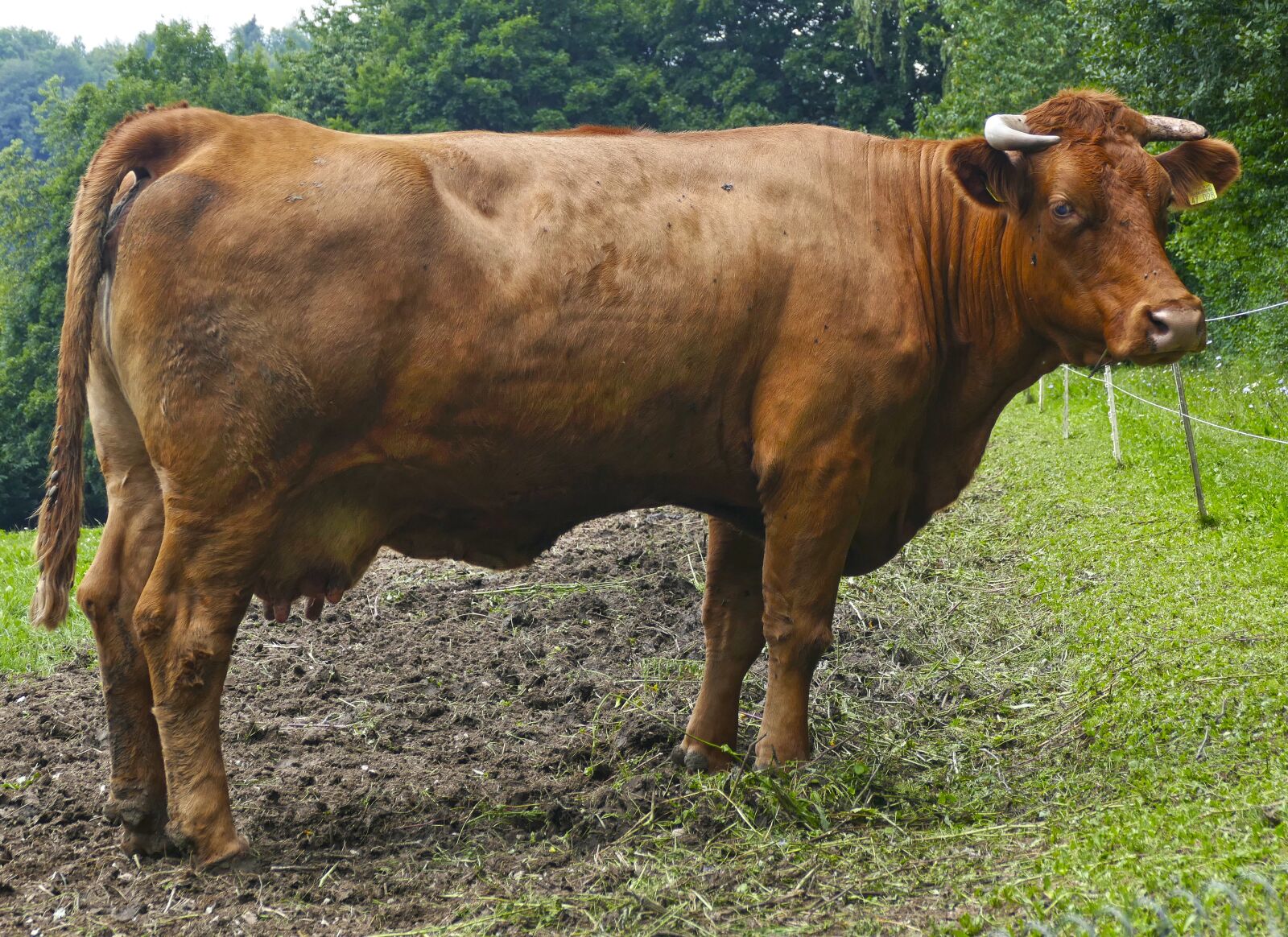 Panasonic Lumix DMC-FZ1000 sample photo. Cow, beef, fly plage photography
