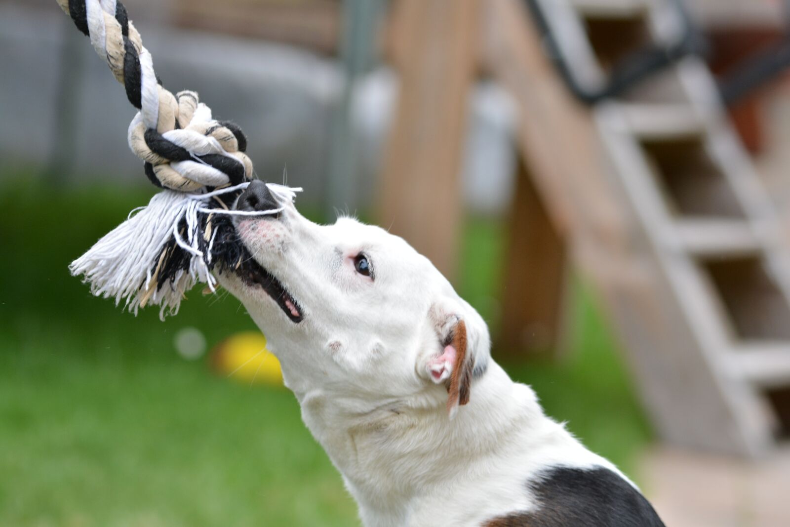 Nikon D5200 sample photo. Jack russell, dog, terrier photography