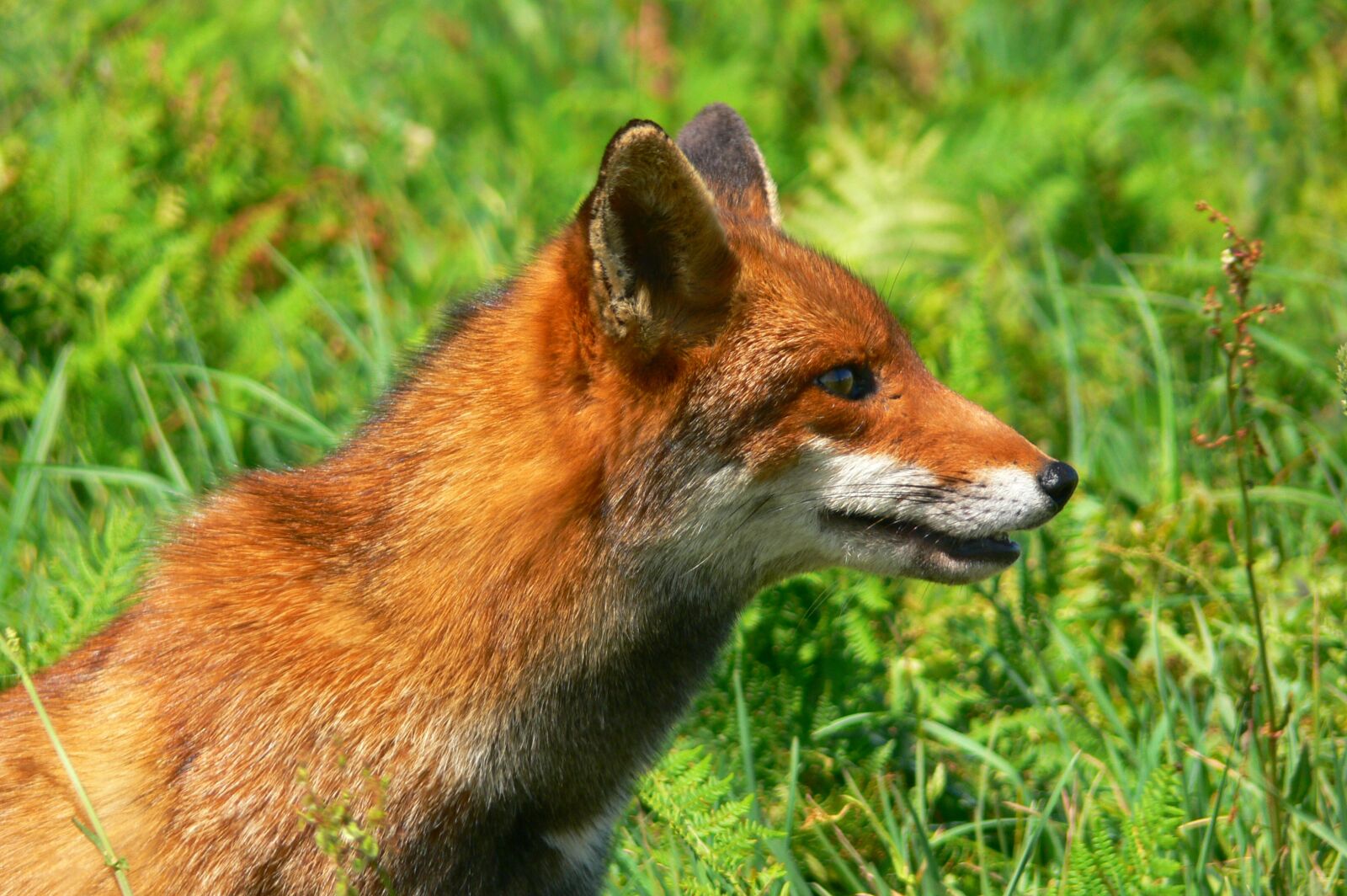 Panasonic DMC-FZ30 sample photo. Fox, roux, fauna photography