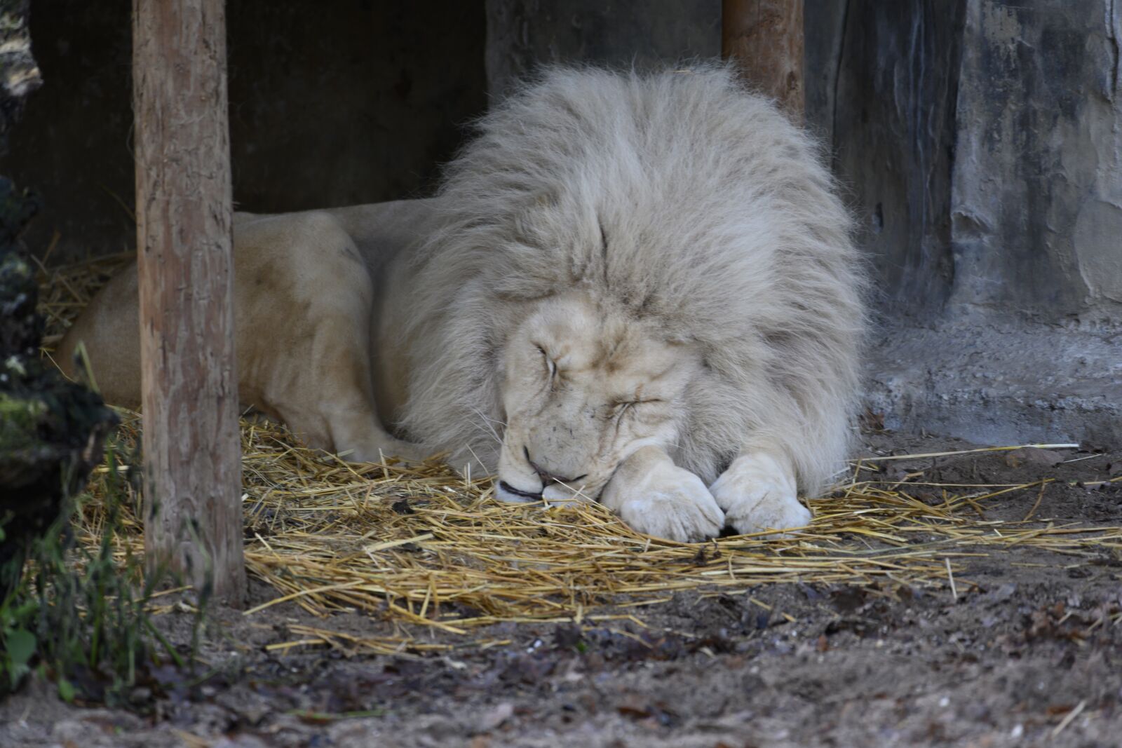 Nikon Z7 sample photo. Lion, white lion, zoo photography