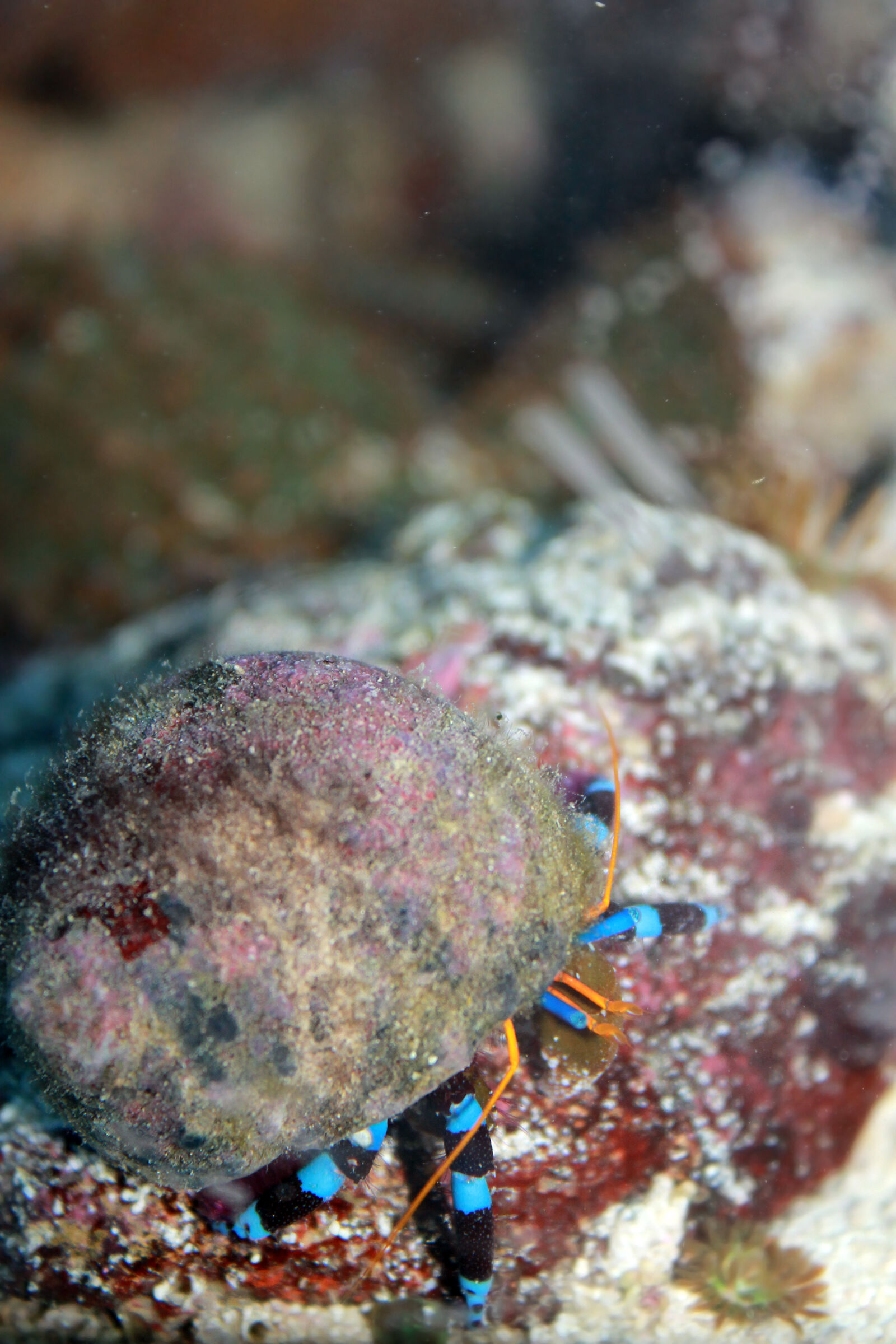 Canon EOS 1100D (EOS Rebel T3 / EOS Kiss X50) sample photo. Crab, hermit, hermit, crab photography
