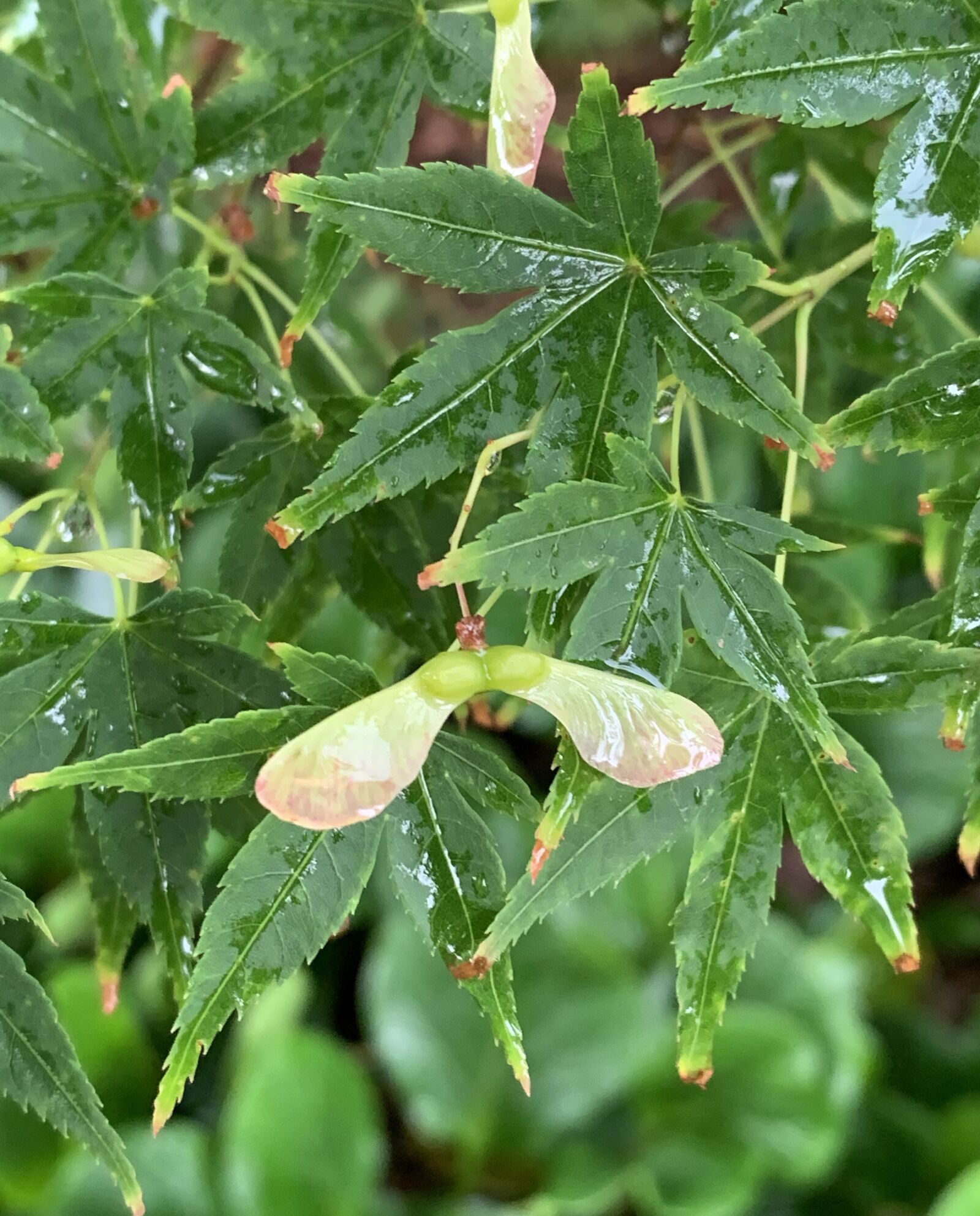iPhone XS back dual camera 4.25mm f/1.8 sample photo. Maple, japanese, seed pod photography