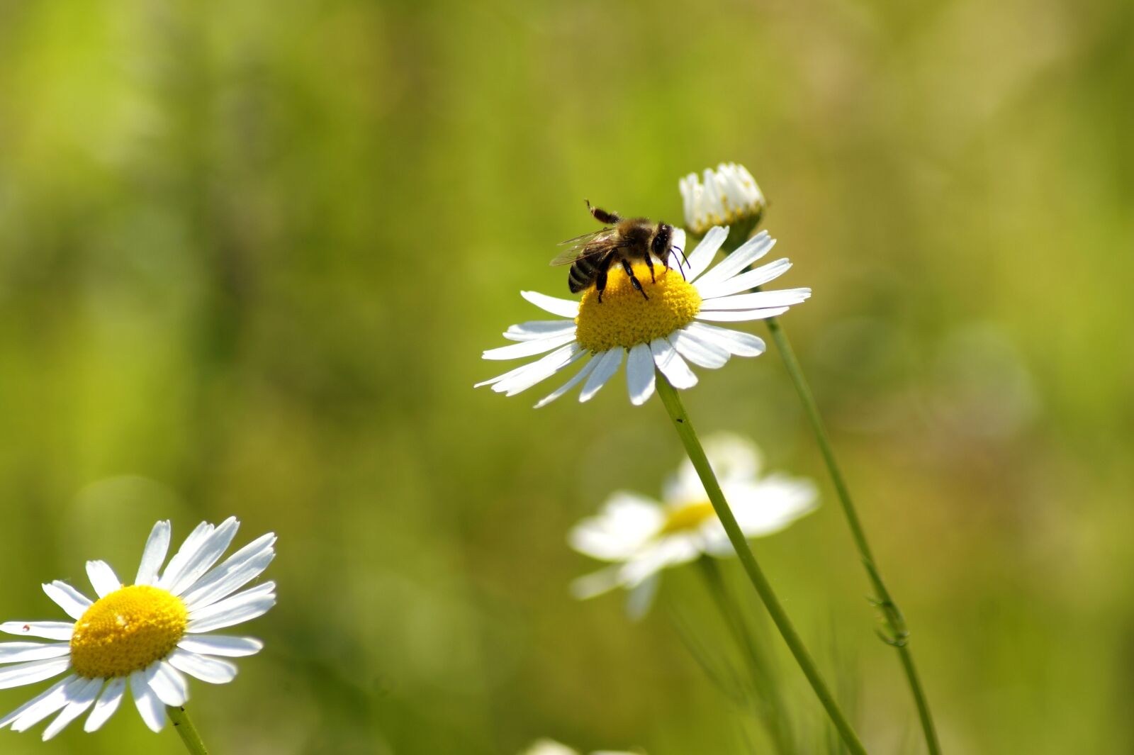 Sony SLT-A58 sample photo. Daisy, bee, flower photography