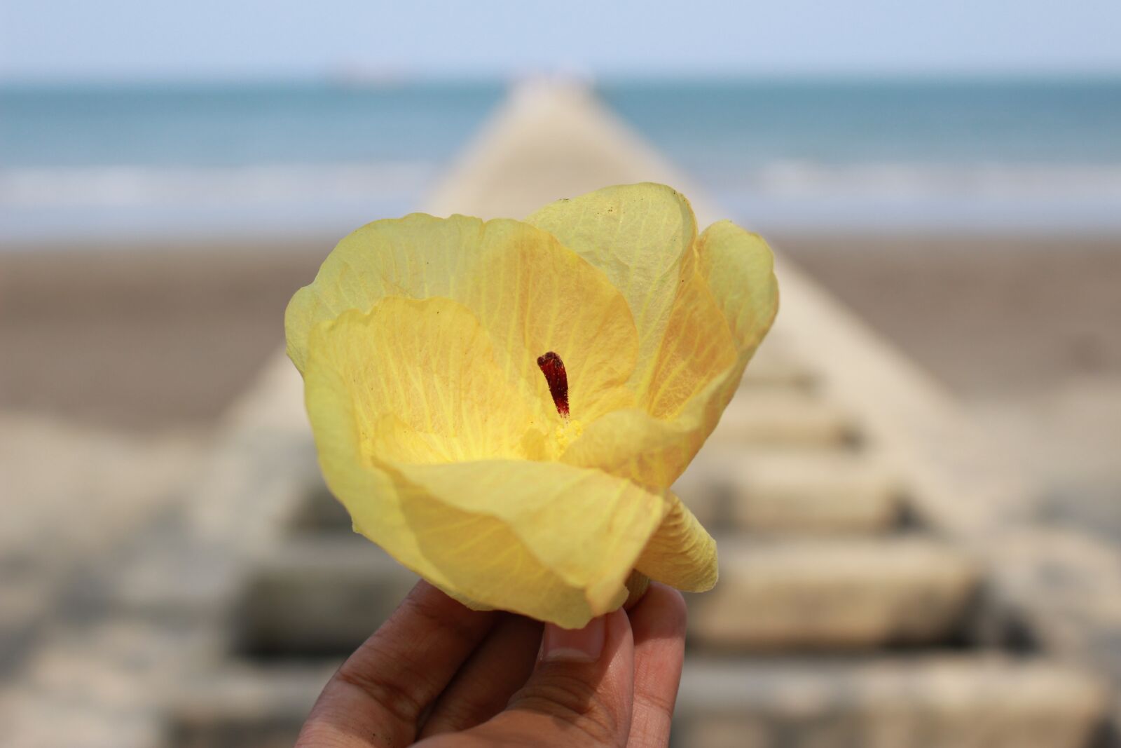Canon EOS 100D (EOS Rebel SL1 / EOS Kiss X7) sample photo. Sea, flower, yellow photography