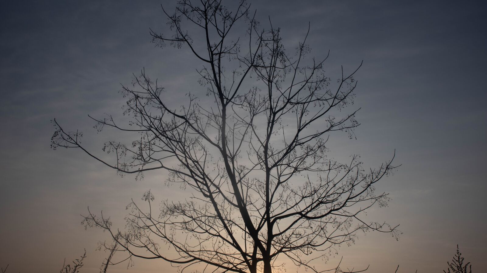 Canon EOS M6 + Canon EF-M 15-45mm F3.5-6.3 IS STM sample photo. Tree, sunset, poems photography
