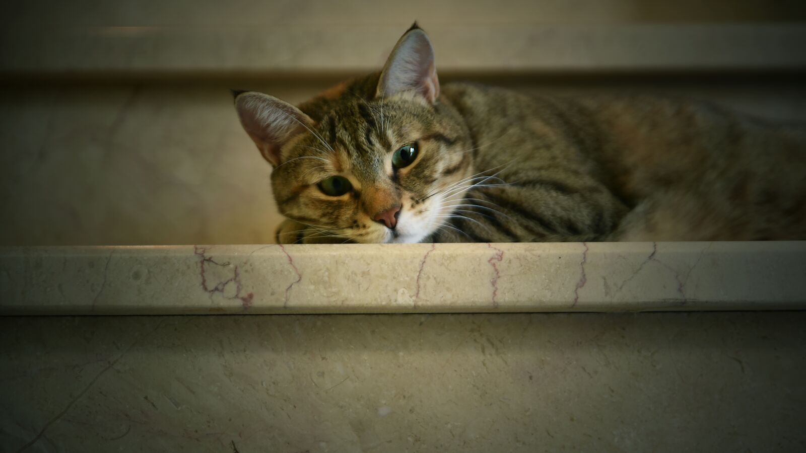 Nikon D750 sample photo. Cat, cute, portrait photography