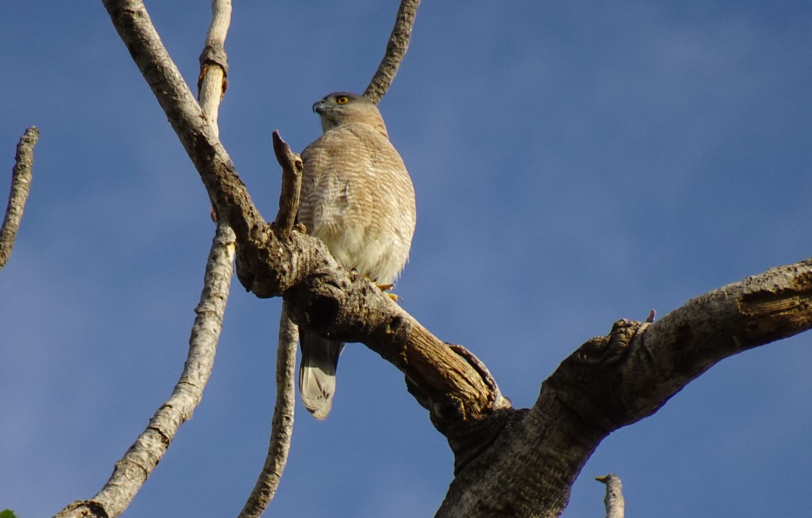 Sony DSC-WX800 sample photo. Bird, shikra, accipiter badius photography