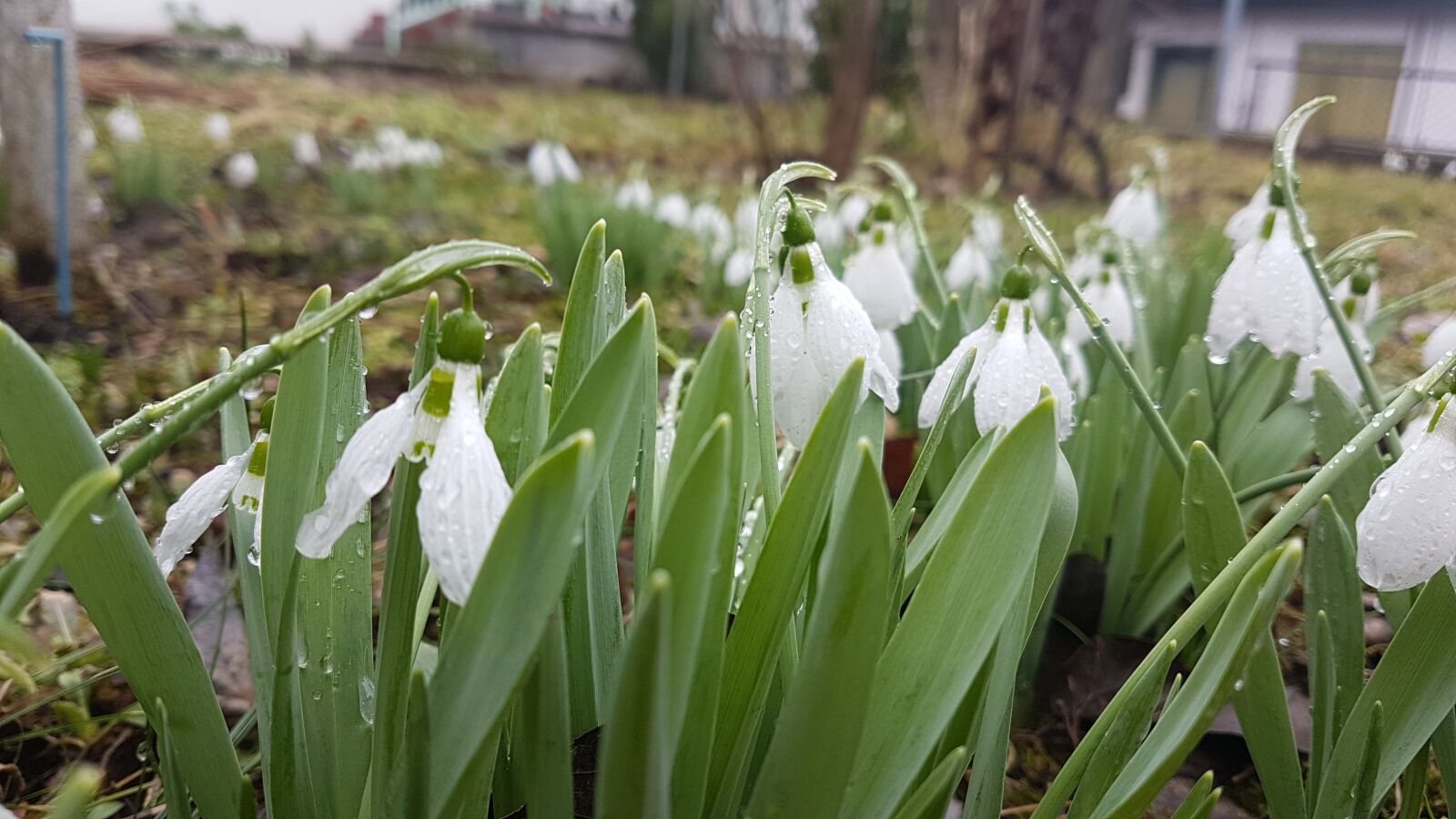 Samsung Galaxy S7 Edge sample photo. Snowdrop, spring, green photography