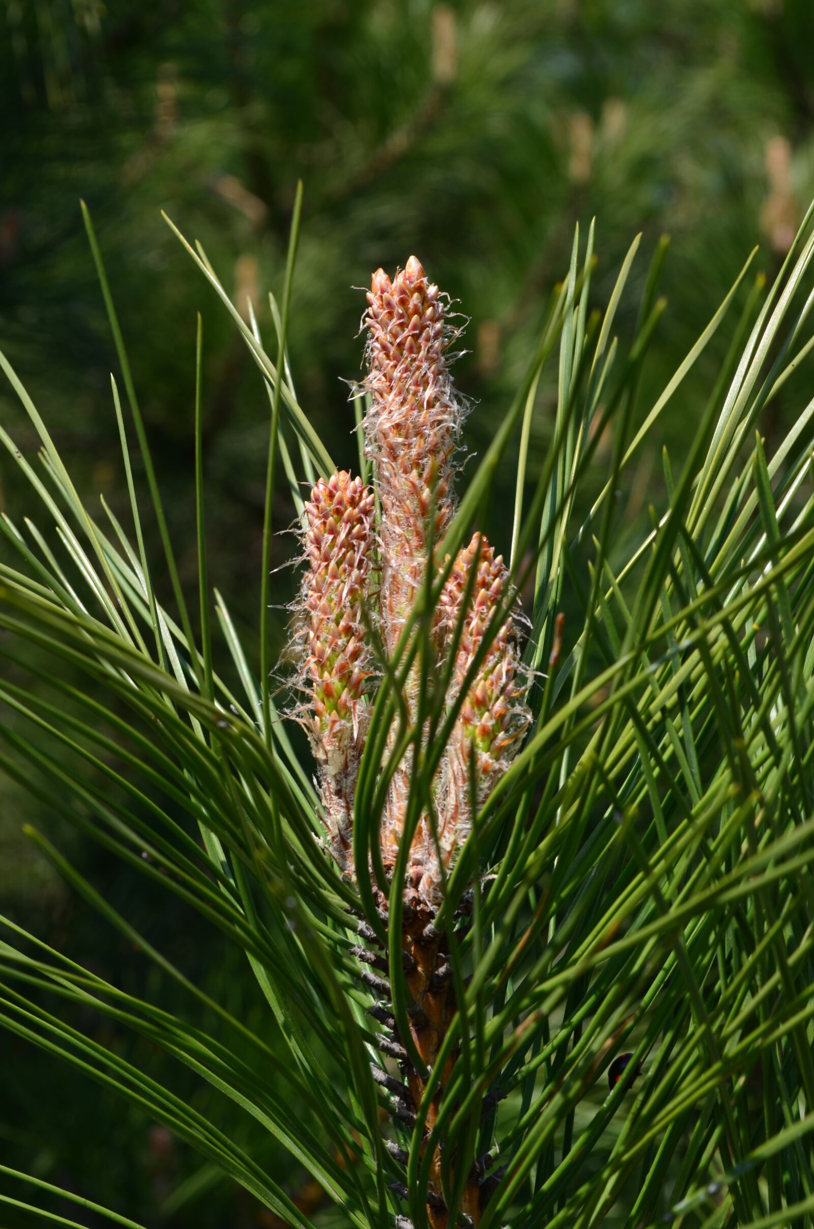 Nikon D5100 sample photo. Flowers, spring, flora photography