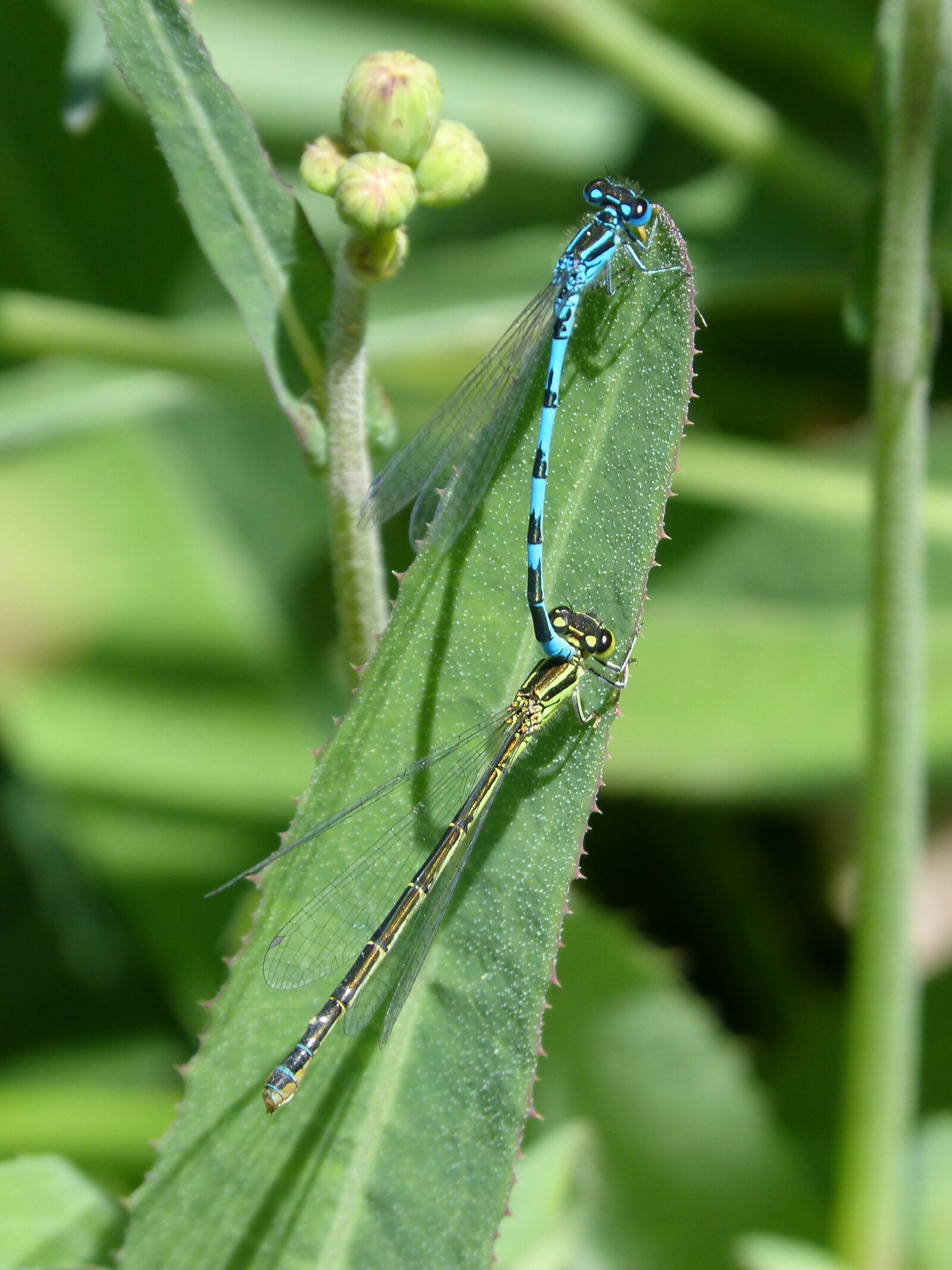 Panasonic DMC-FZ62 sample photo. Dragonflies, mating, mate photography