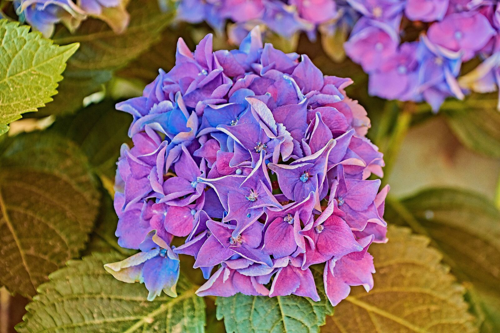 Nikon D7200 sample photo. Garden, flower, spring photography