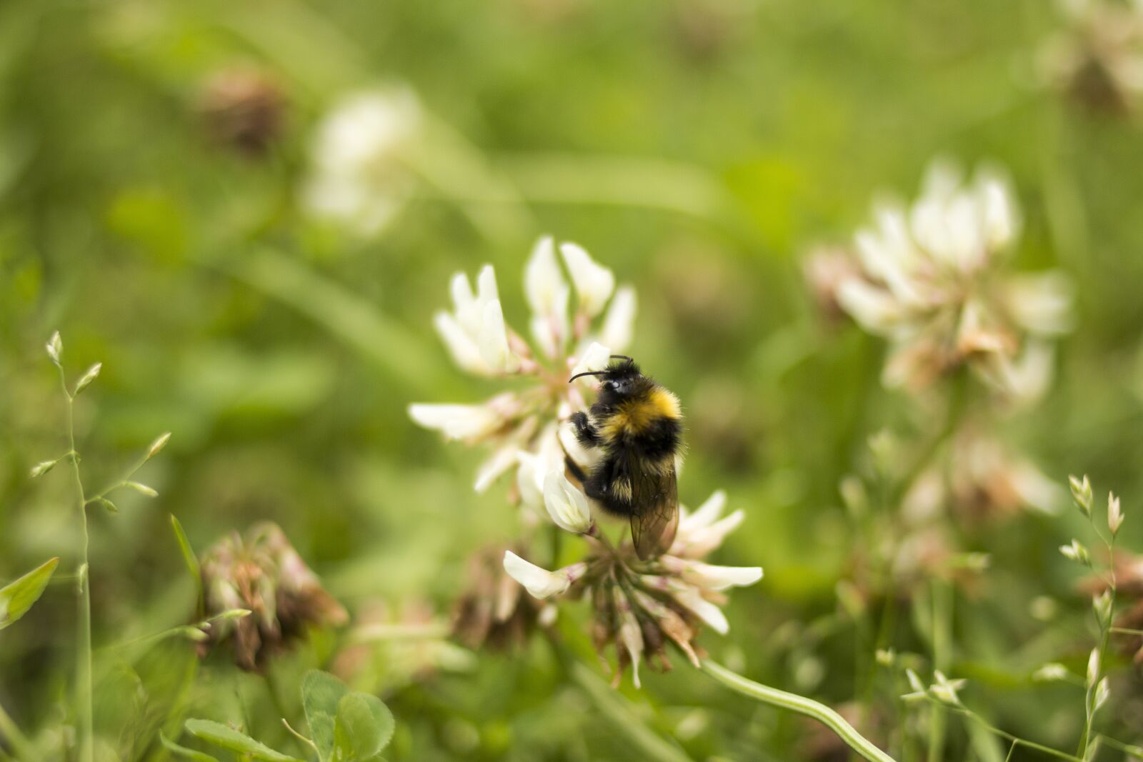 Canon EOS 70D + Canon EF 35mm F2 sample photo. Bumble-bee, insect, nature photography