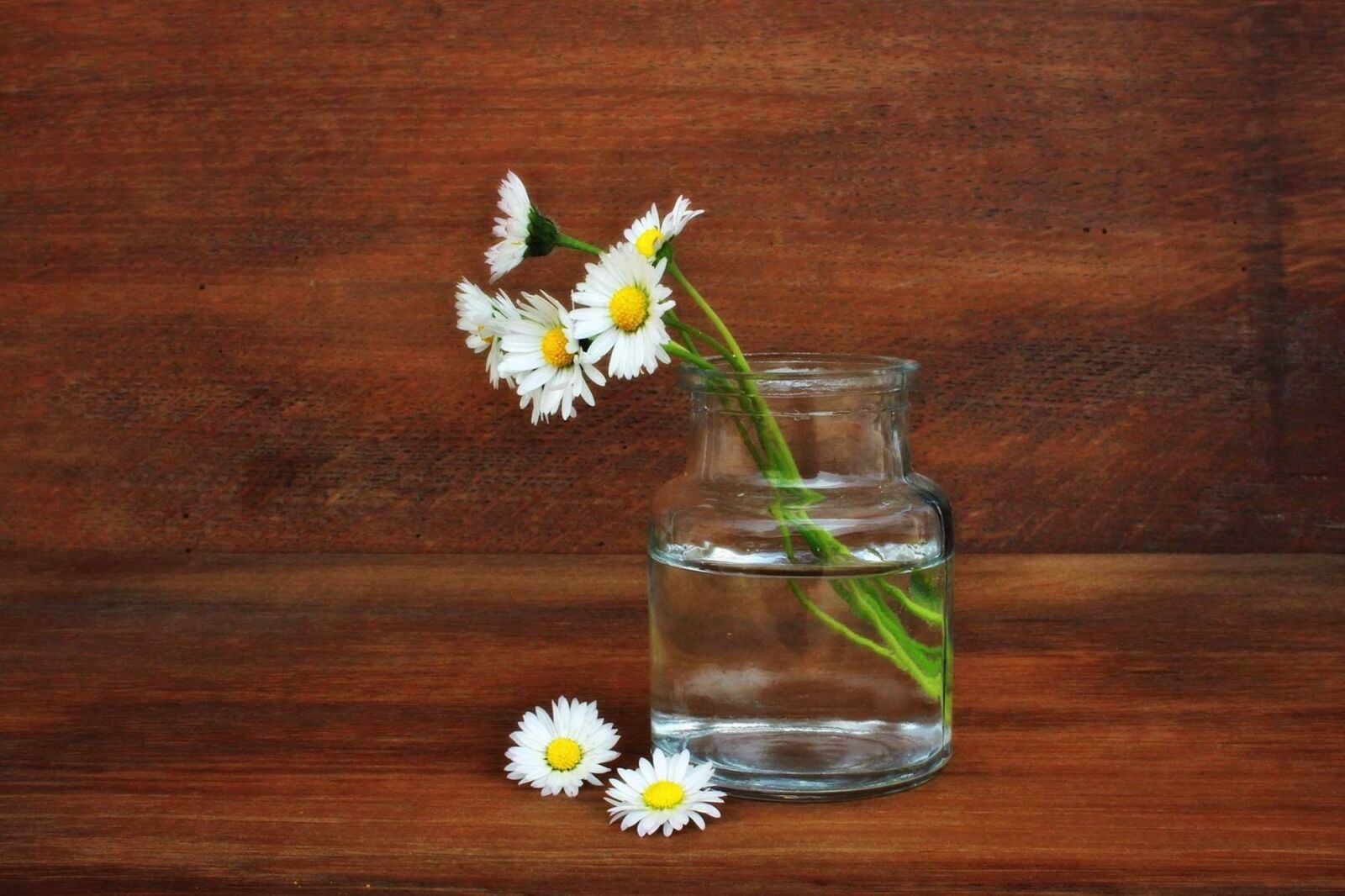 Canon EOS 1200D (EOS Rebel T5 / EOS Kiss X70 / EOS Hi) sample photo. Daisy, flowers, plant photography