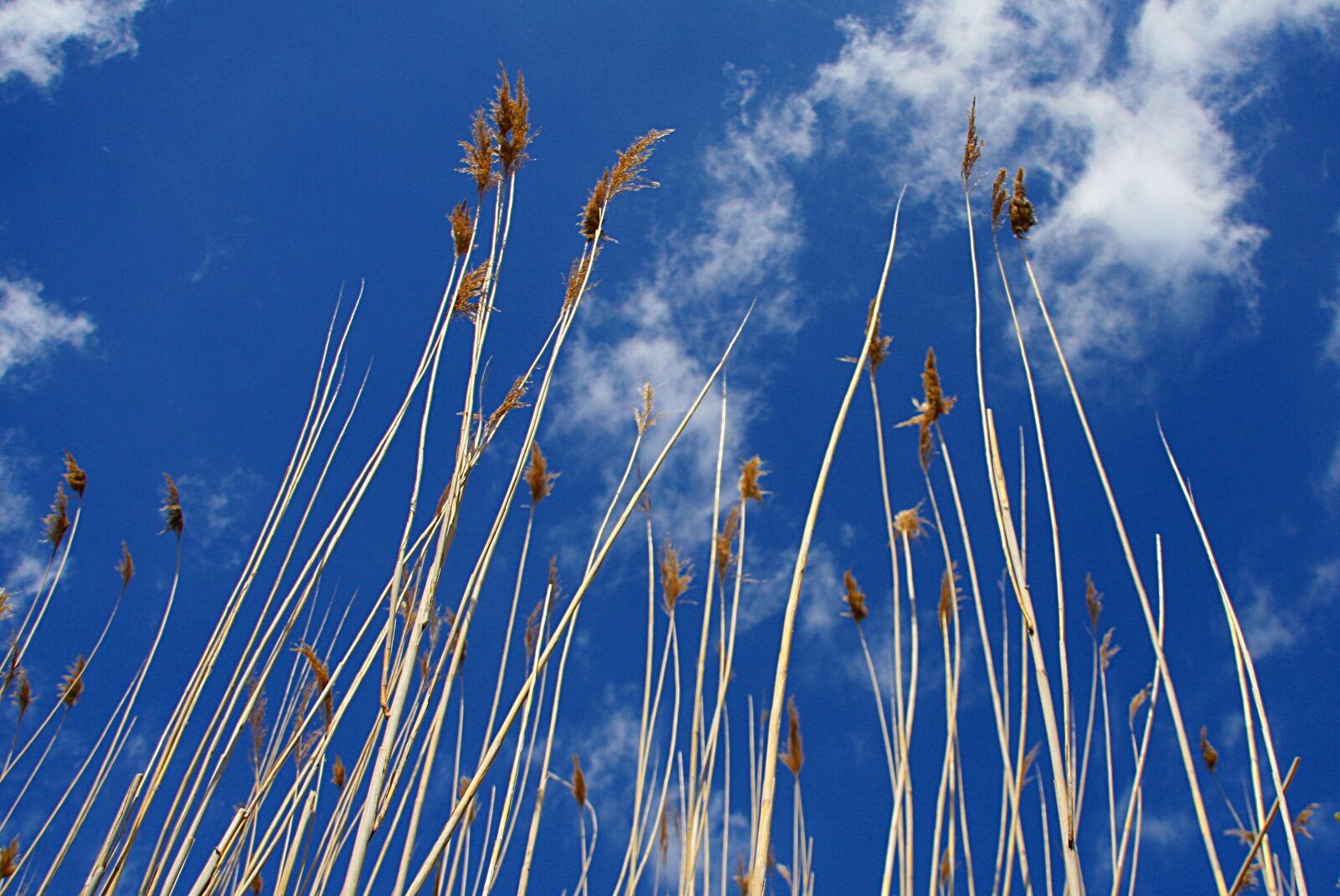 Canon EOS 40D sample photo. Sky, nature, reed photography