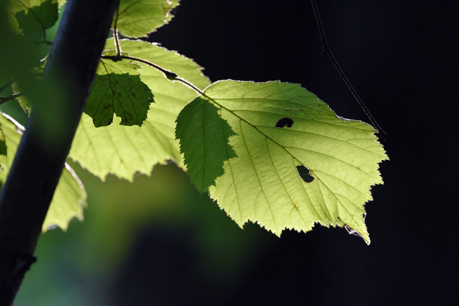 Nikon D3400 sample photo. Leaves, hazel, plant photography