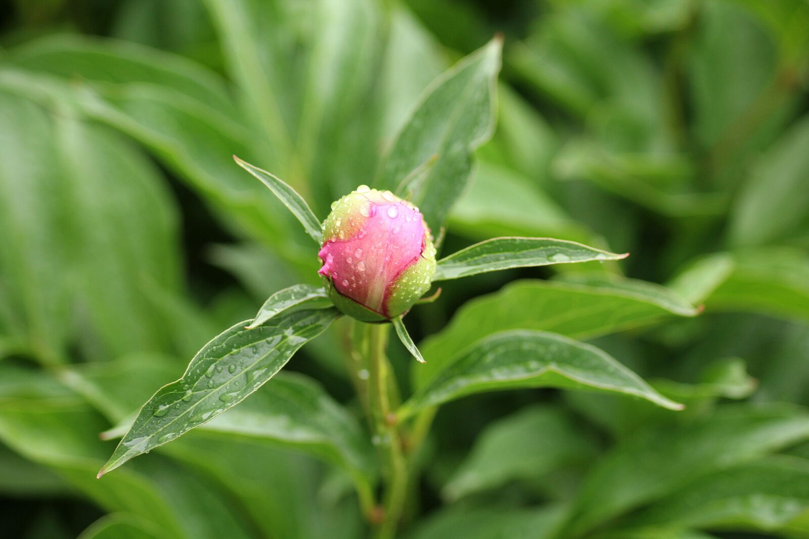Canon EOS 1200D (EOS Rebel T5 / EOS Kiss X70 / EOS Hi) sample photo. Peony, bud, boost photography