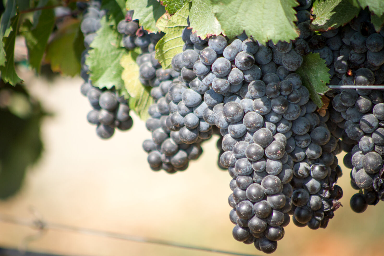 Canon EOS 7D + Canon EF 75-300mm f/4-5.6 USM sample photo. Winery, grapes, harvest, temeculawinecountry photography