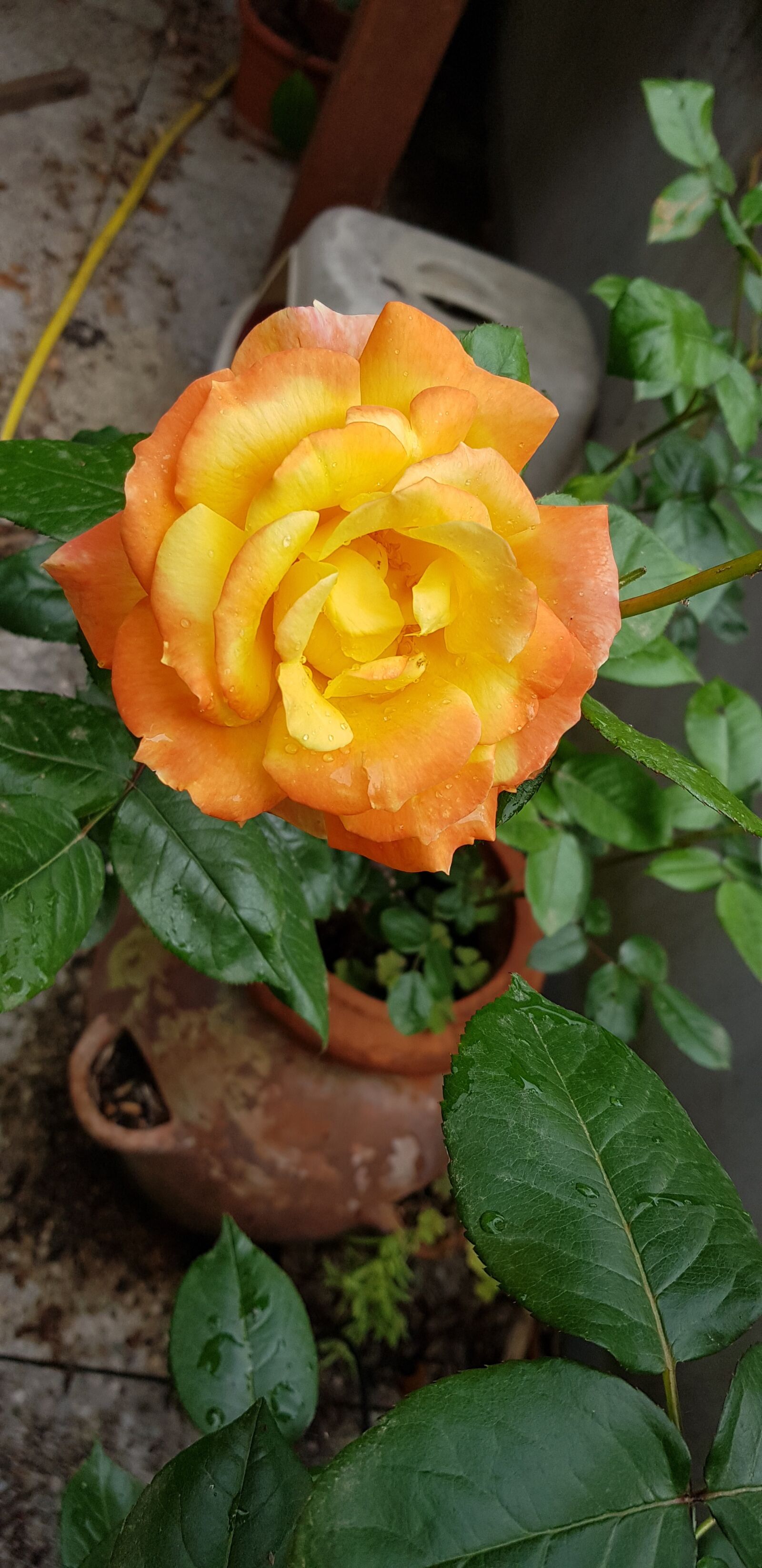 Samsung Galaxy S8+ sample photo. Nature, rosa, mottled photography