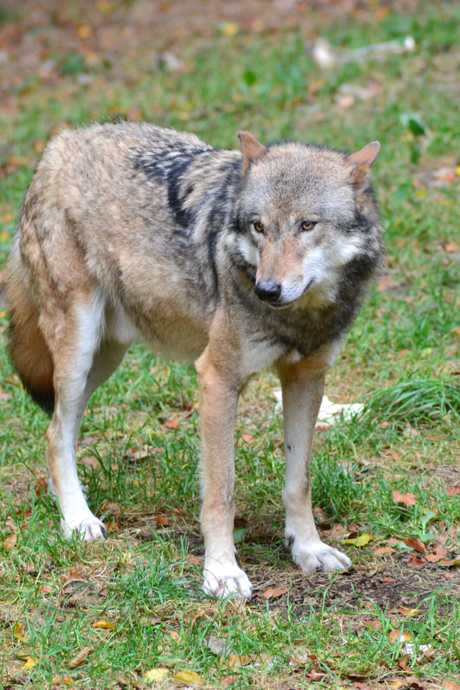 Nikon D3100 sample photo. Animal, animal, park, herd photography