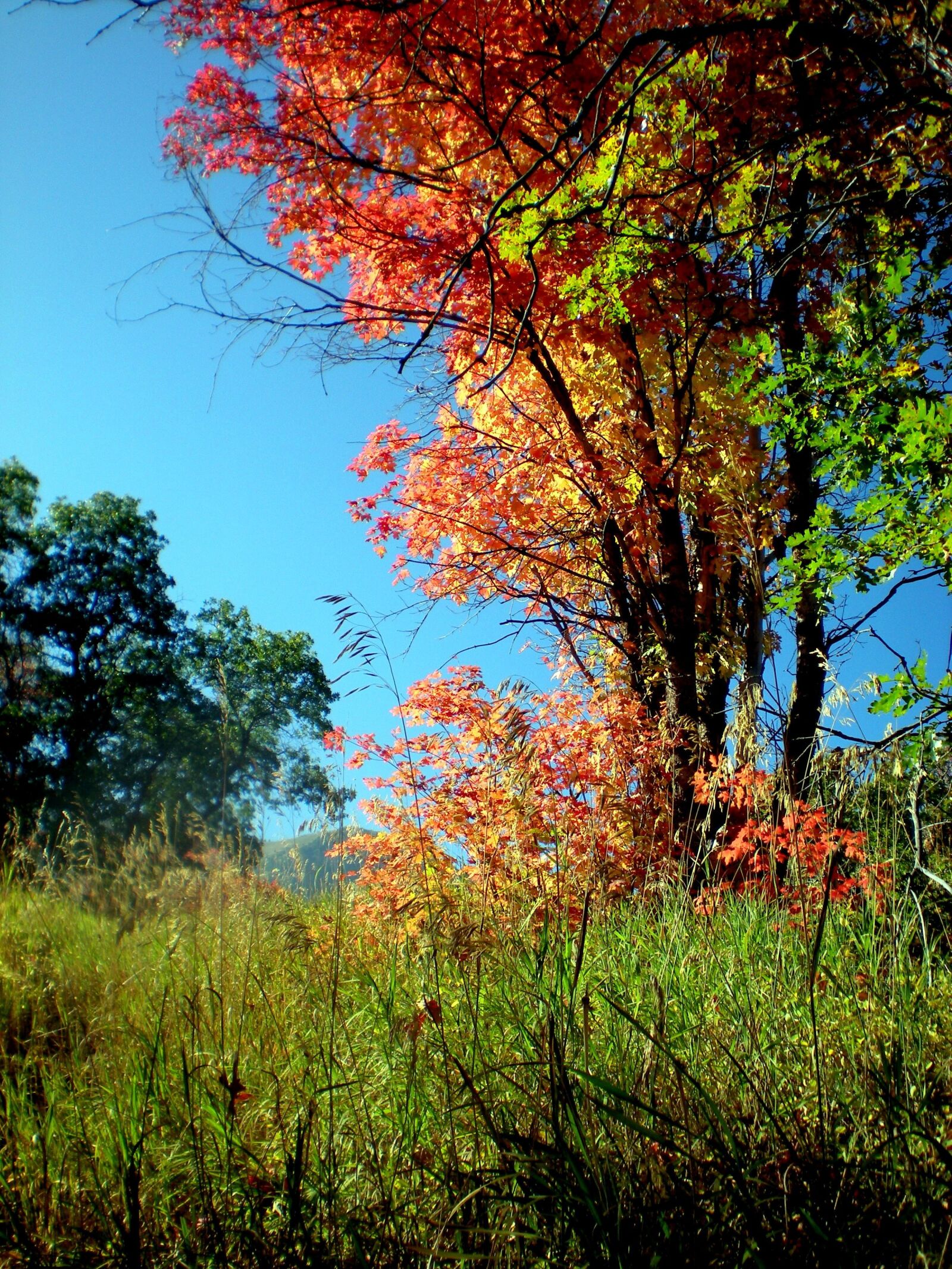 Nikon Coolpix S210 sample photo. Seasons, october, outdoor photography