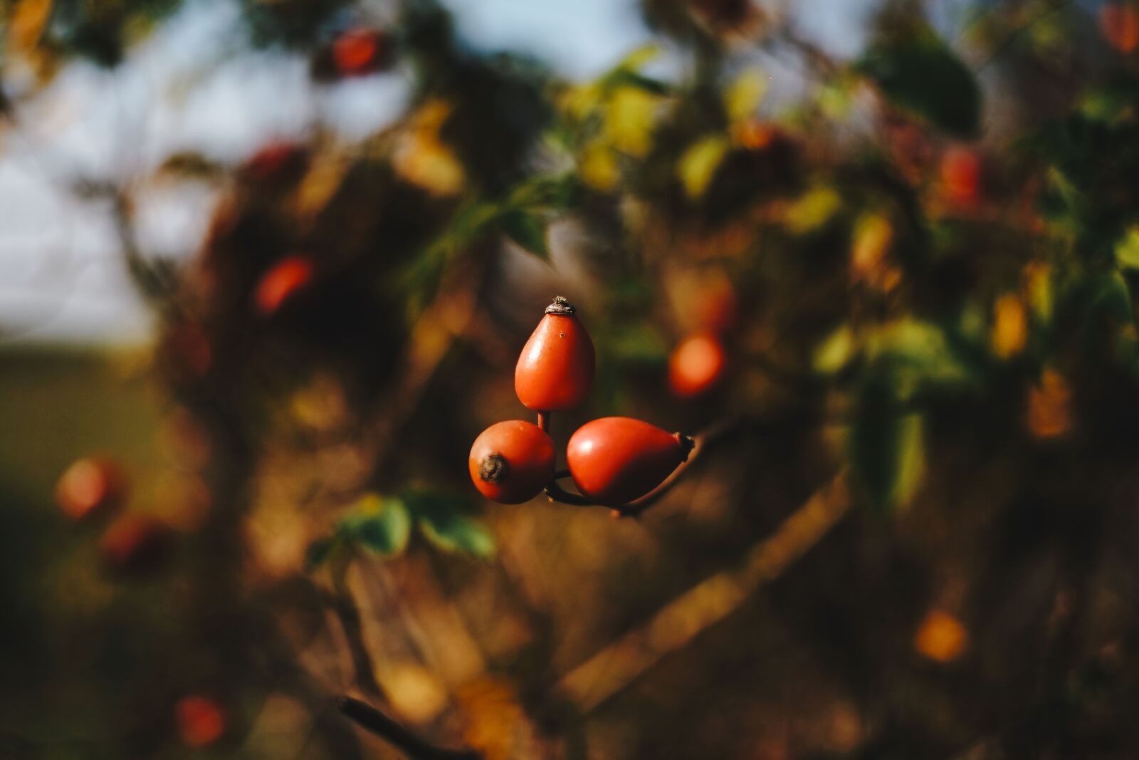 Fujifilm X-E1 sample photo. Rosehip, autumn, fall photography