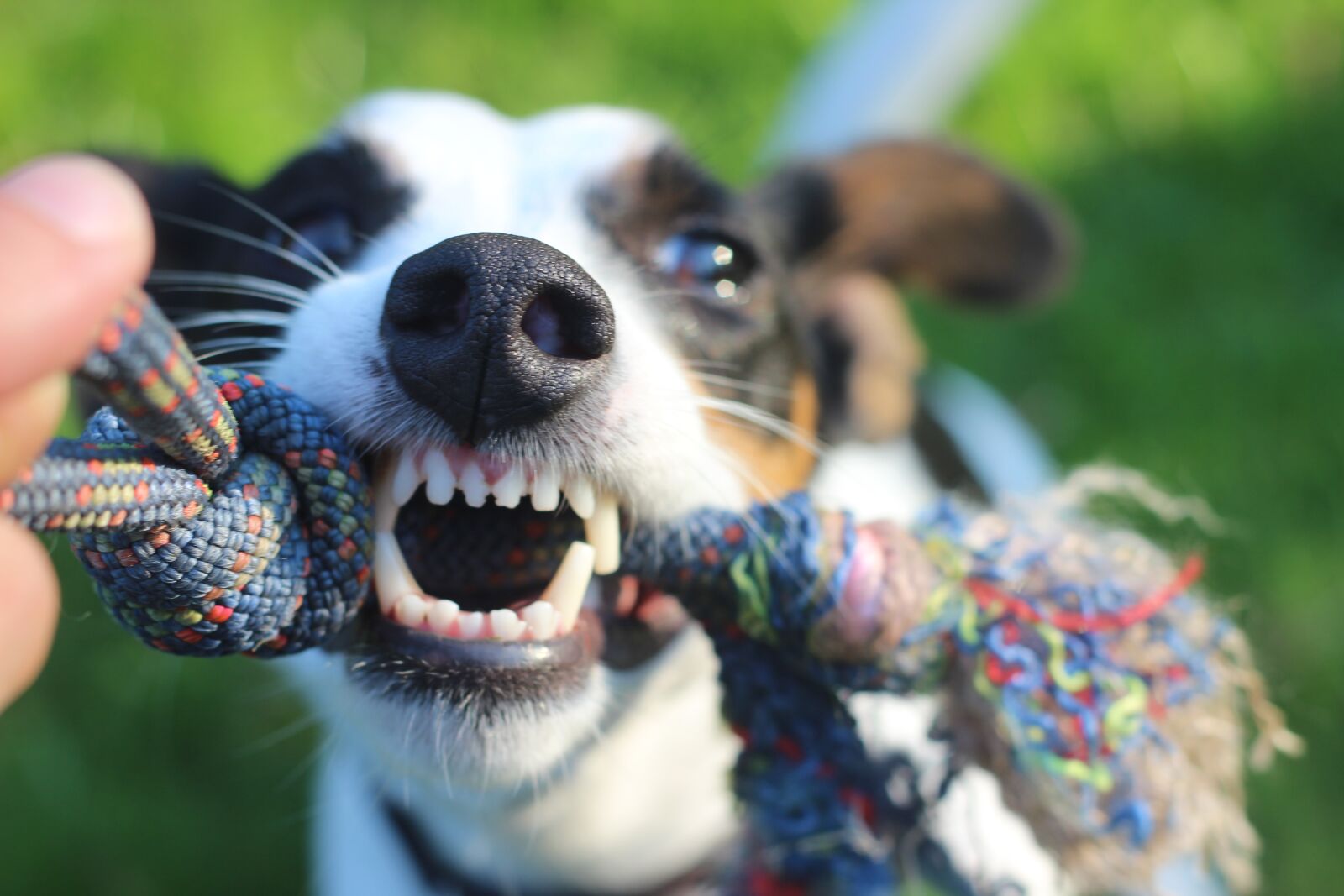 Canon EOS 600D (Rebel EOS T3i / EOS Kiss X5) + Canon EF 50mm F1.8 II sample photo. Dog, evil, rage photography