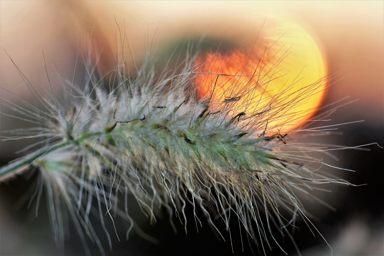 Nikon D5500 sample photo. Grasses, blade of grass photography