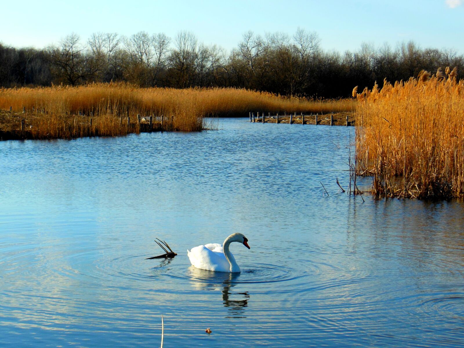 Nikon Coolpix S9300 sample photo. Swan, bird, swim photography