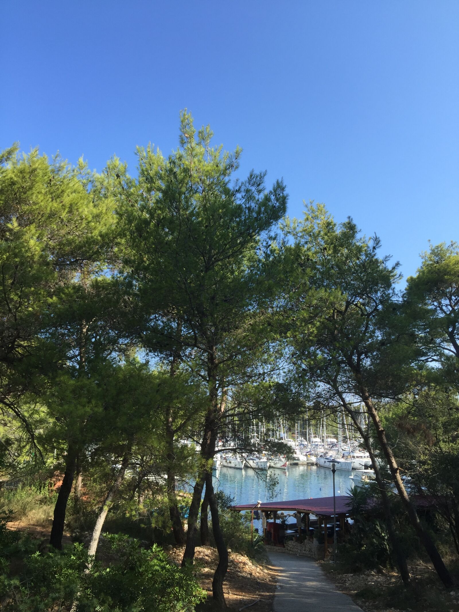 iPhone 6 Plus back camera 4.15mm f/2.2 sample photo. Forrest, marina, pines, summer photography