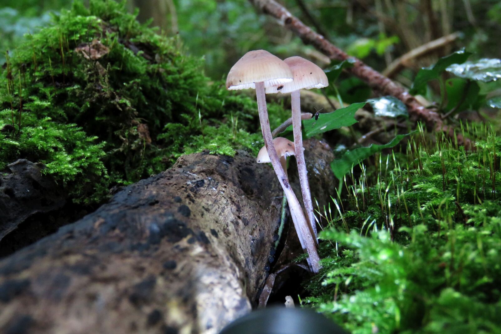 Canon PowerShot SX60 HS sample photo. Fungi, mushroom, forest photography